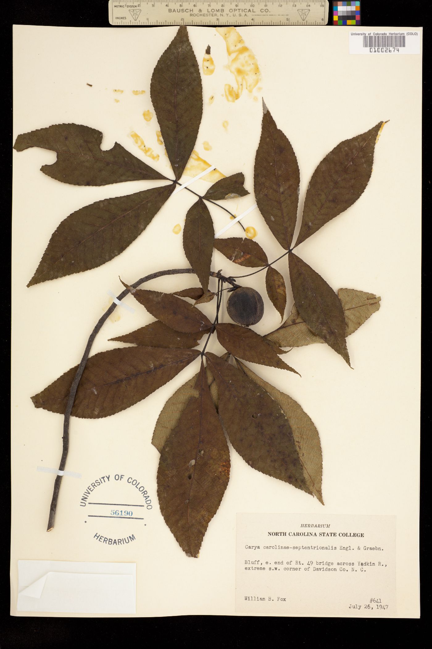 Carya ovata var. australis image