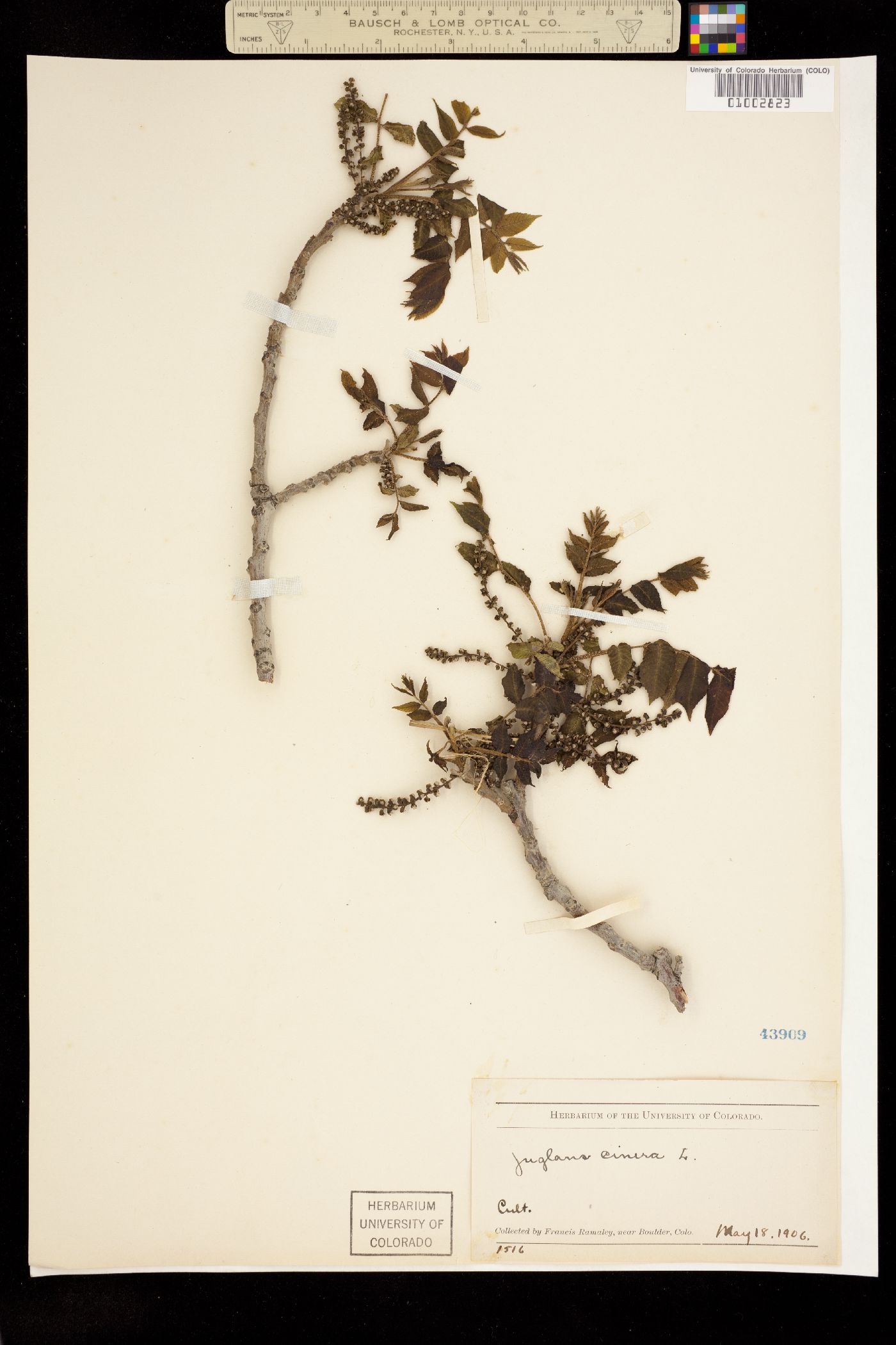 Juglans cinerea image