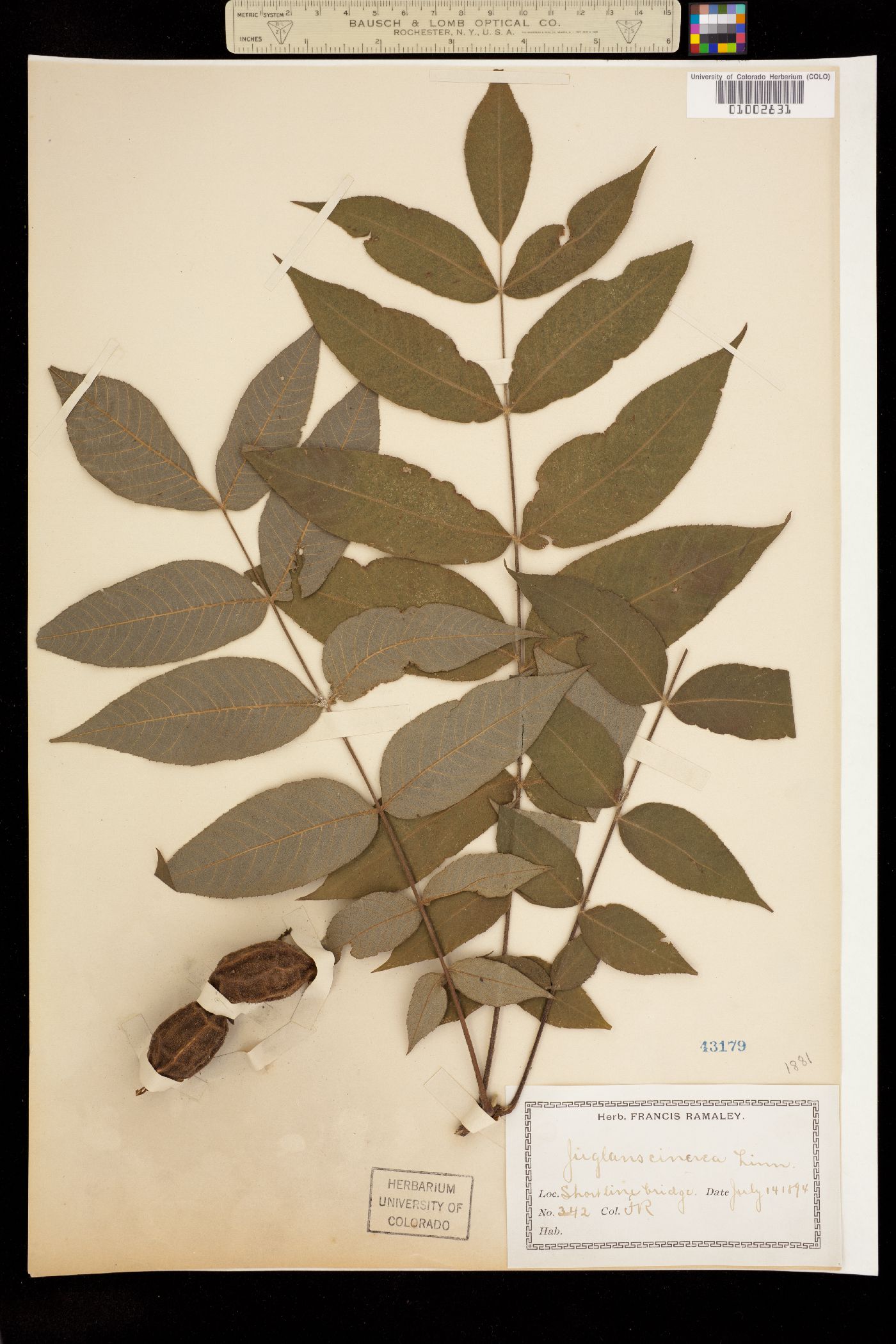 Juglans cinerea image
