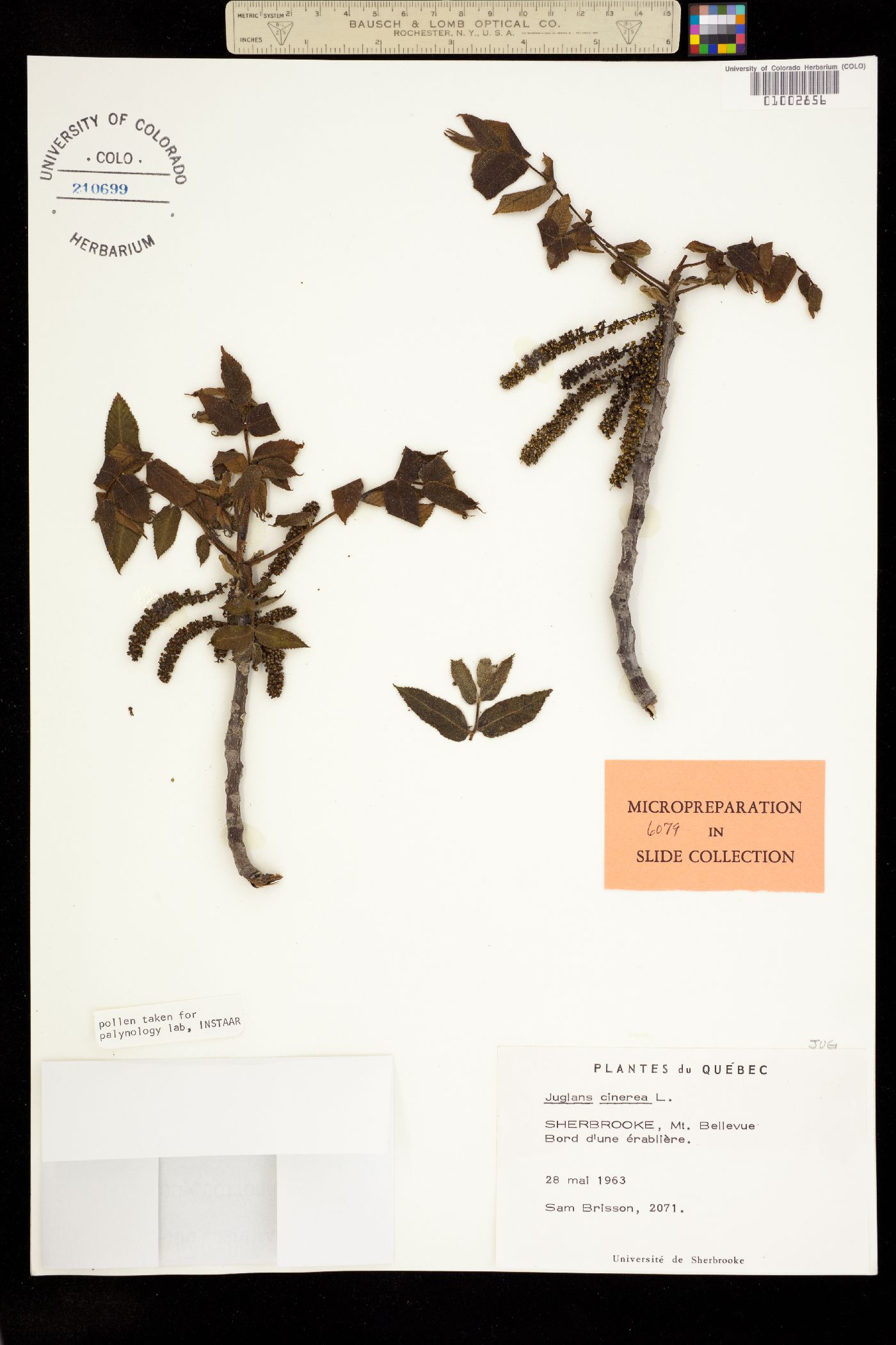 Juglans cinerea image