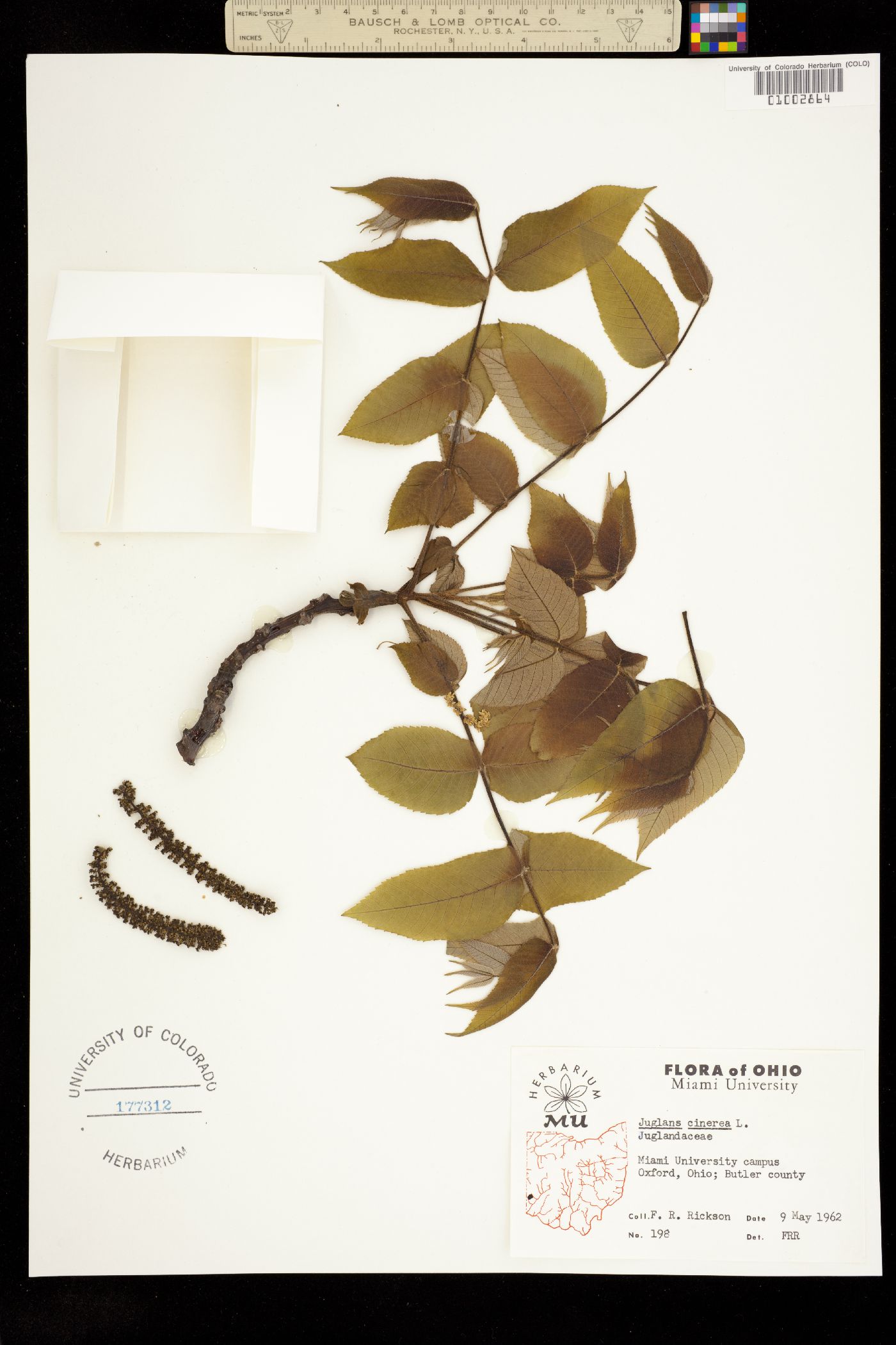 Juglans cinerea image