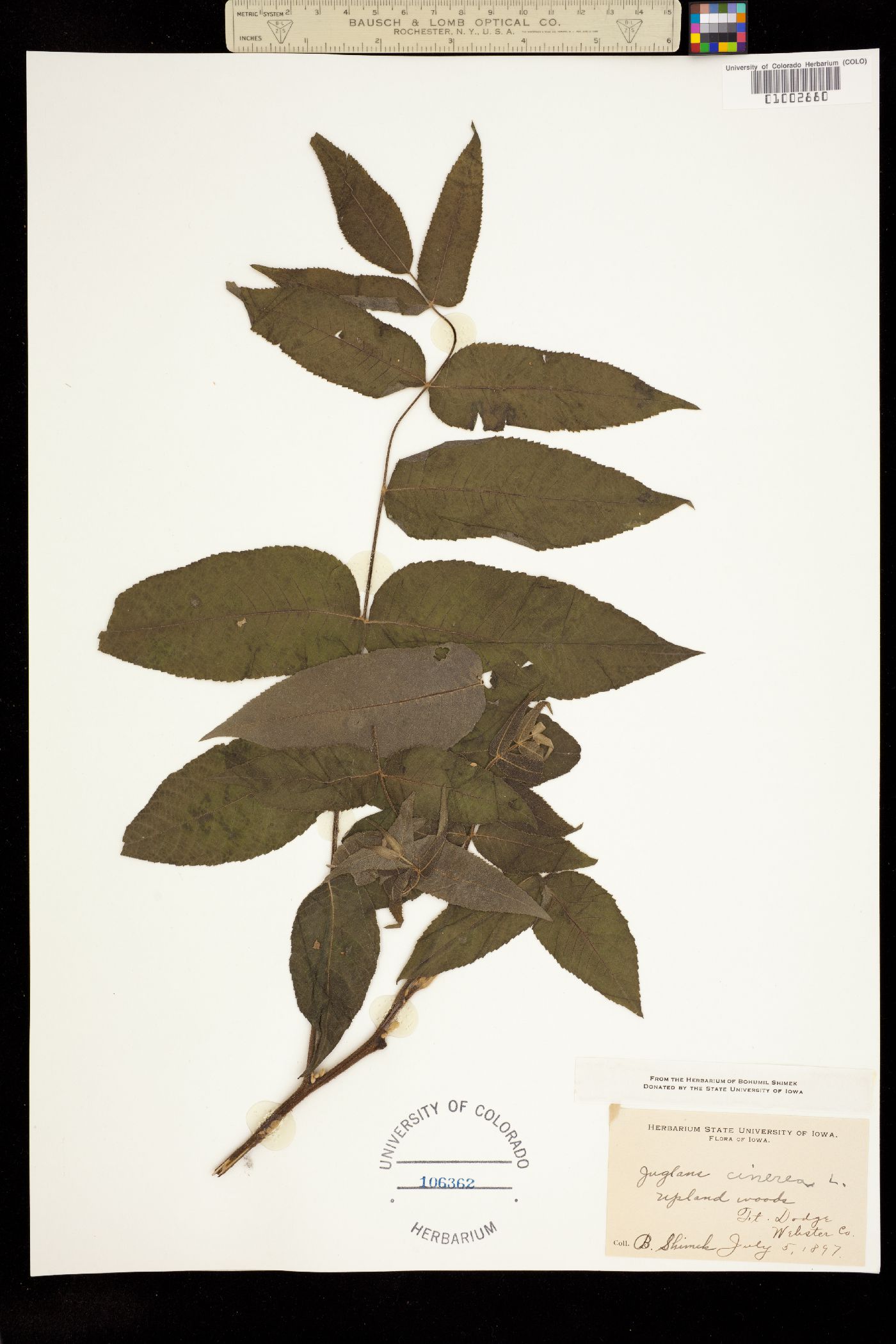 Juglans cinerea image