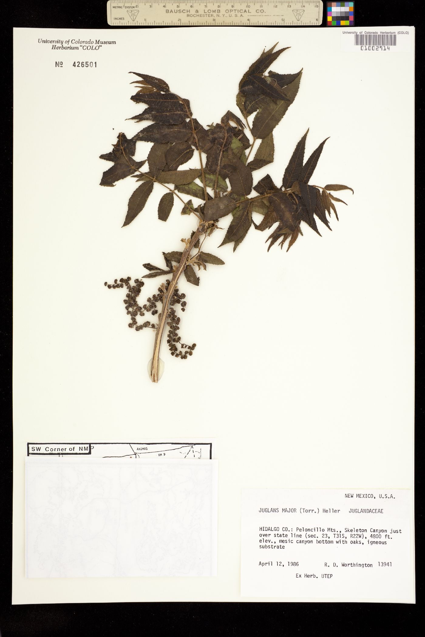 Juglans major image