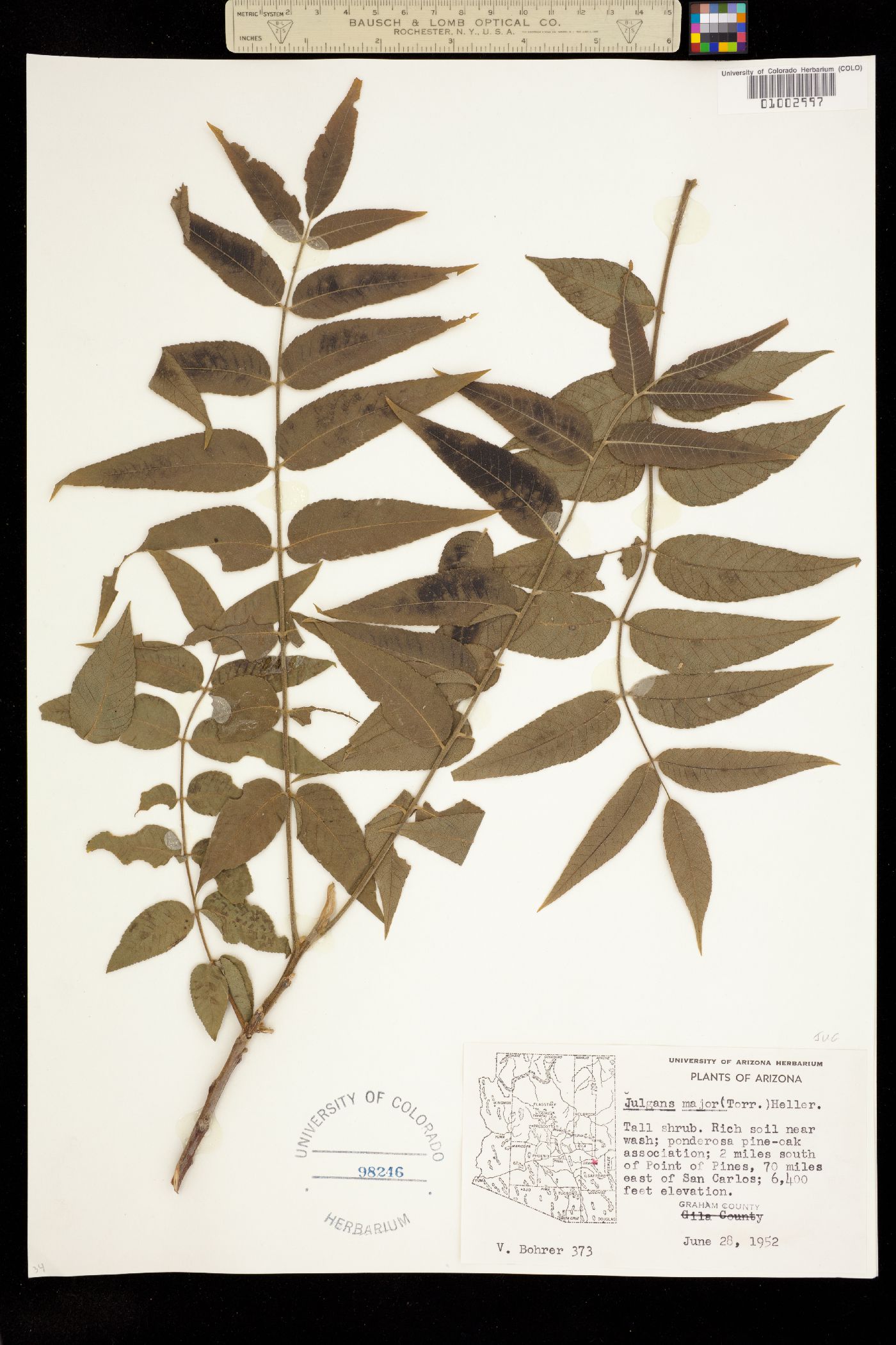 Juglans major image