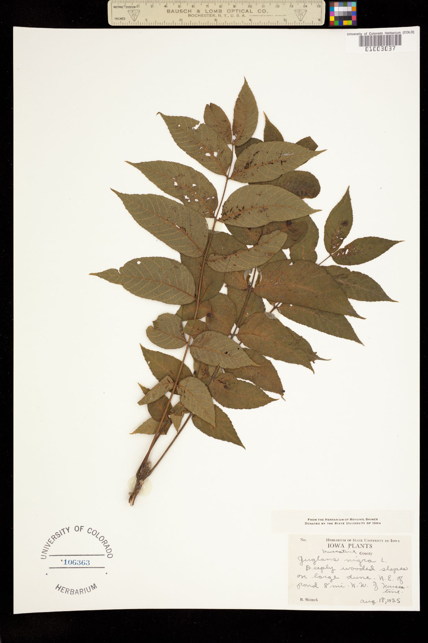 Juglans image
