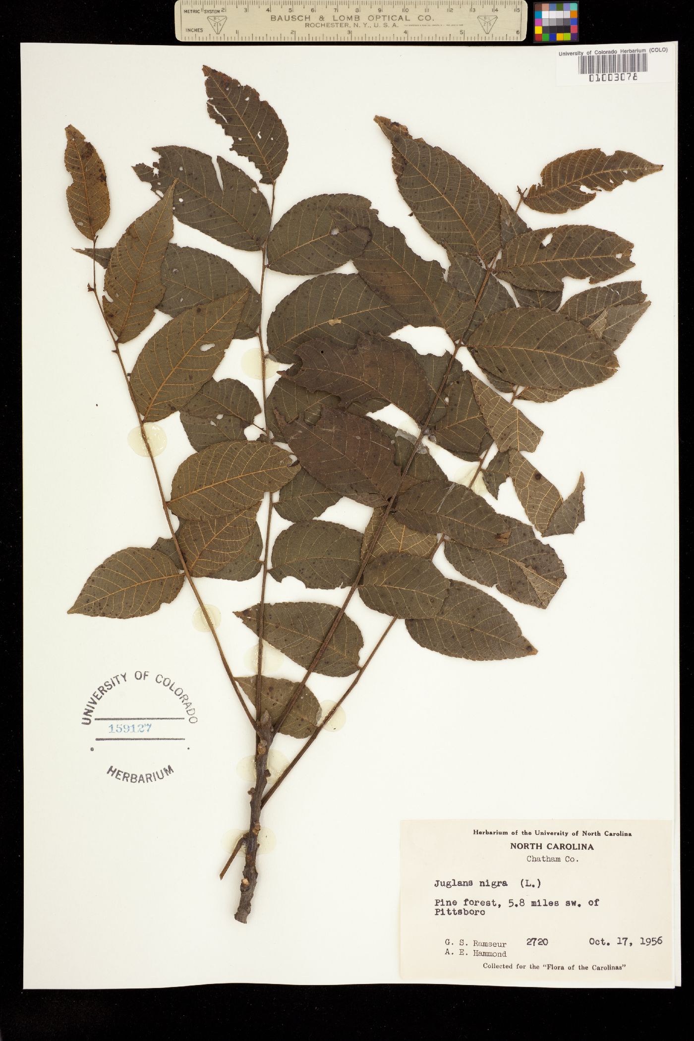 Juglans nigra image