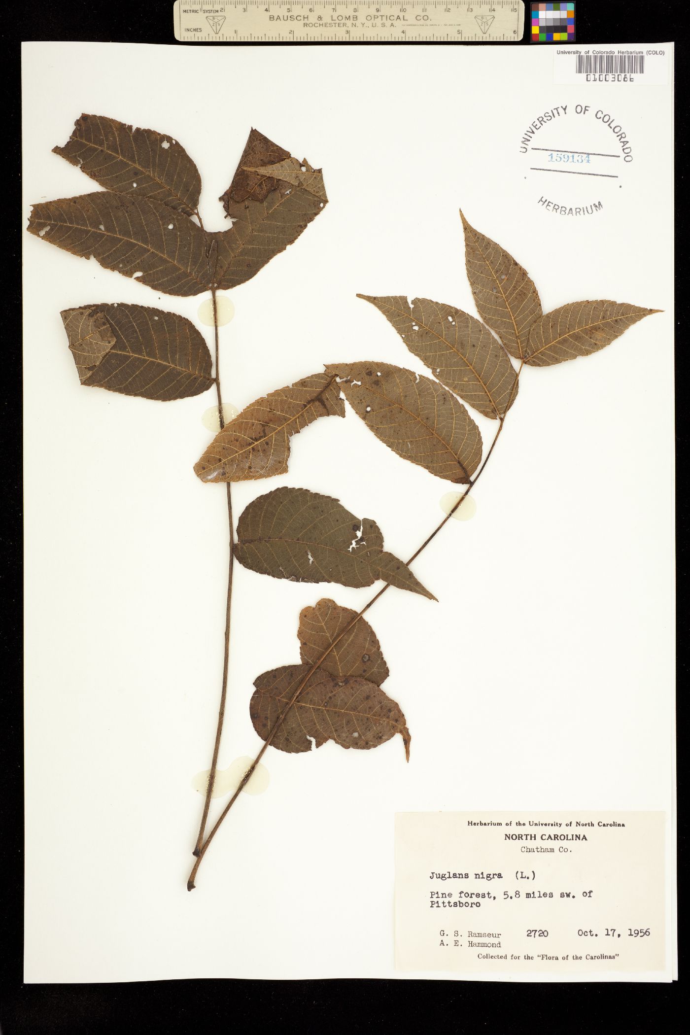 Juglans nigra image