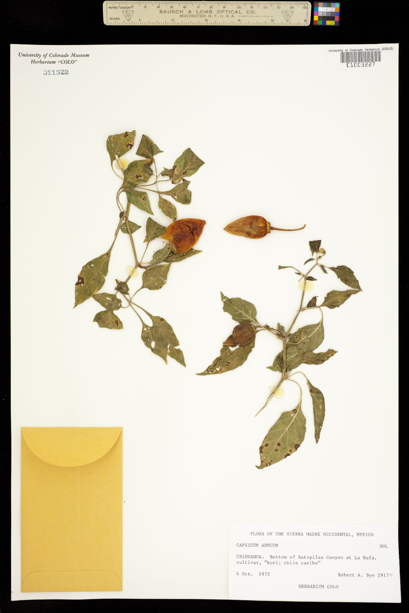 Capsicum annuum image
