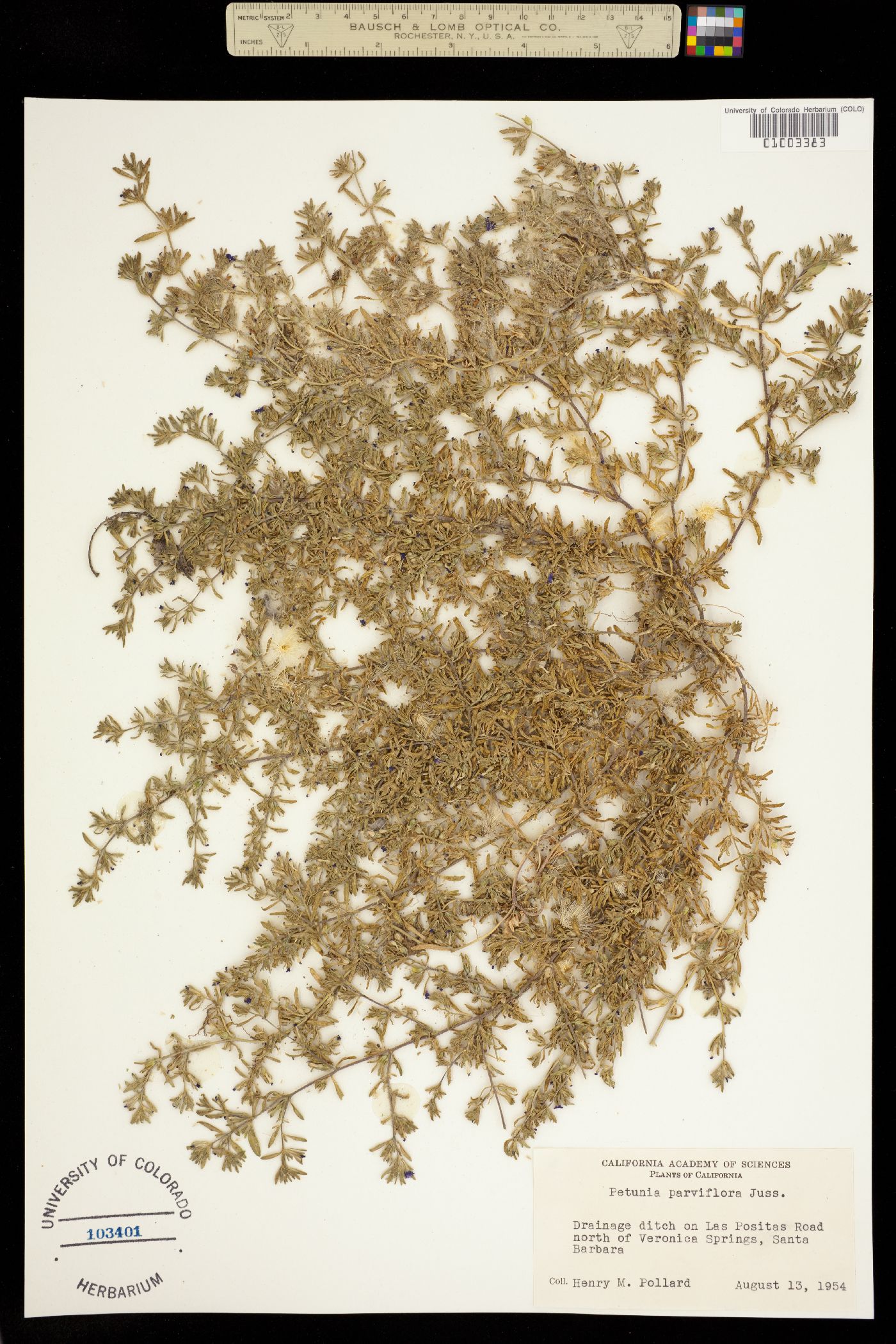 Calibrachoa image