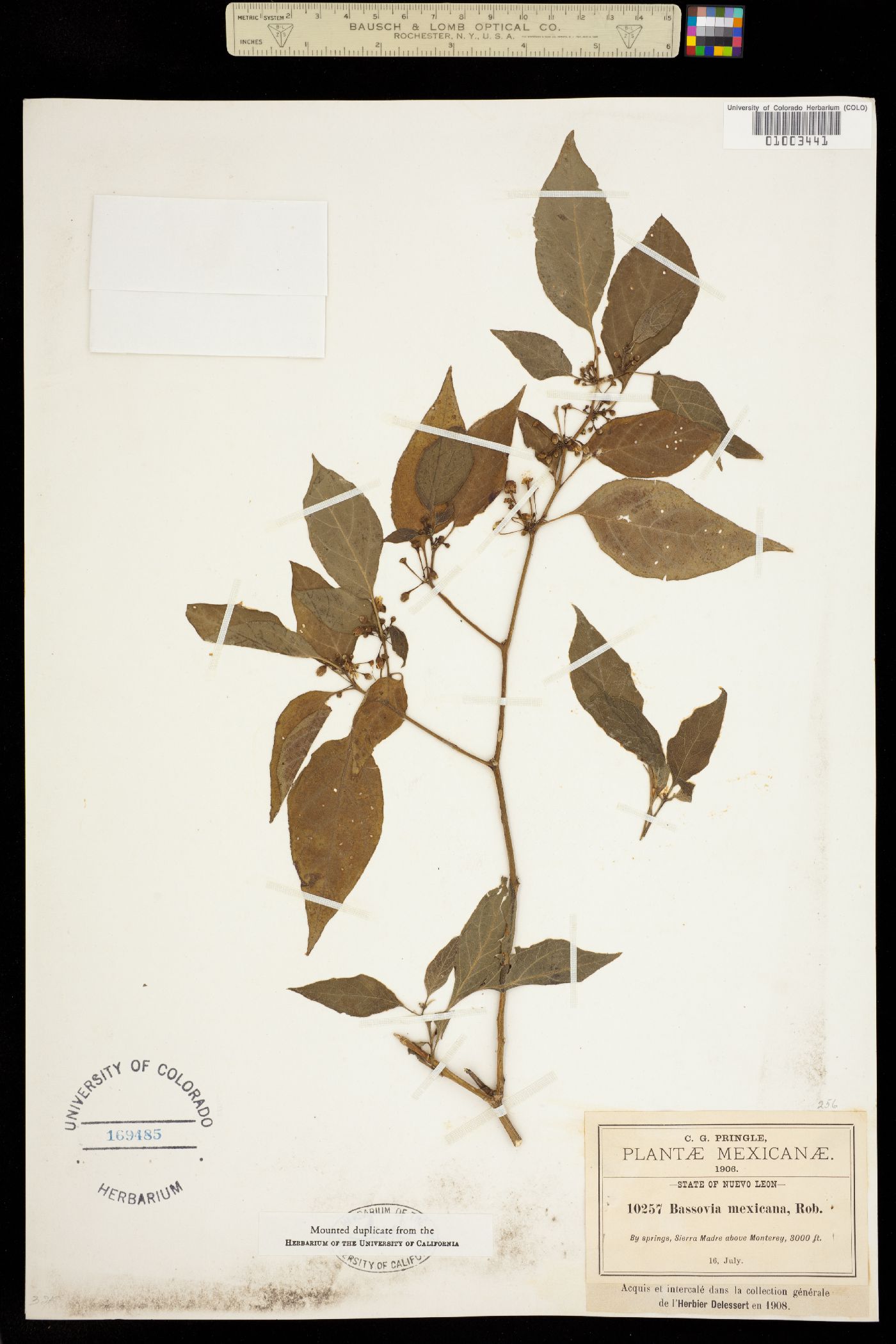 Bassovia mexicana image