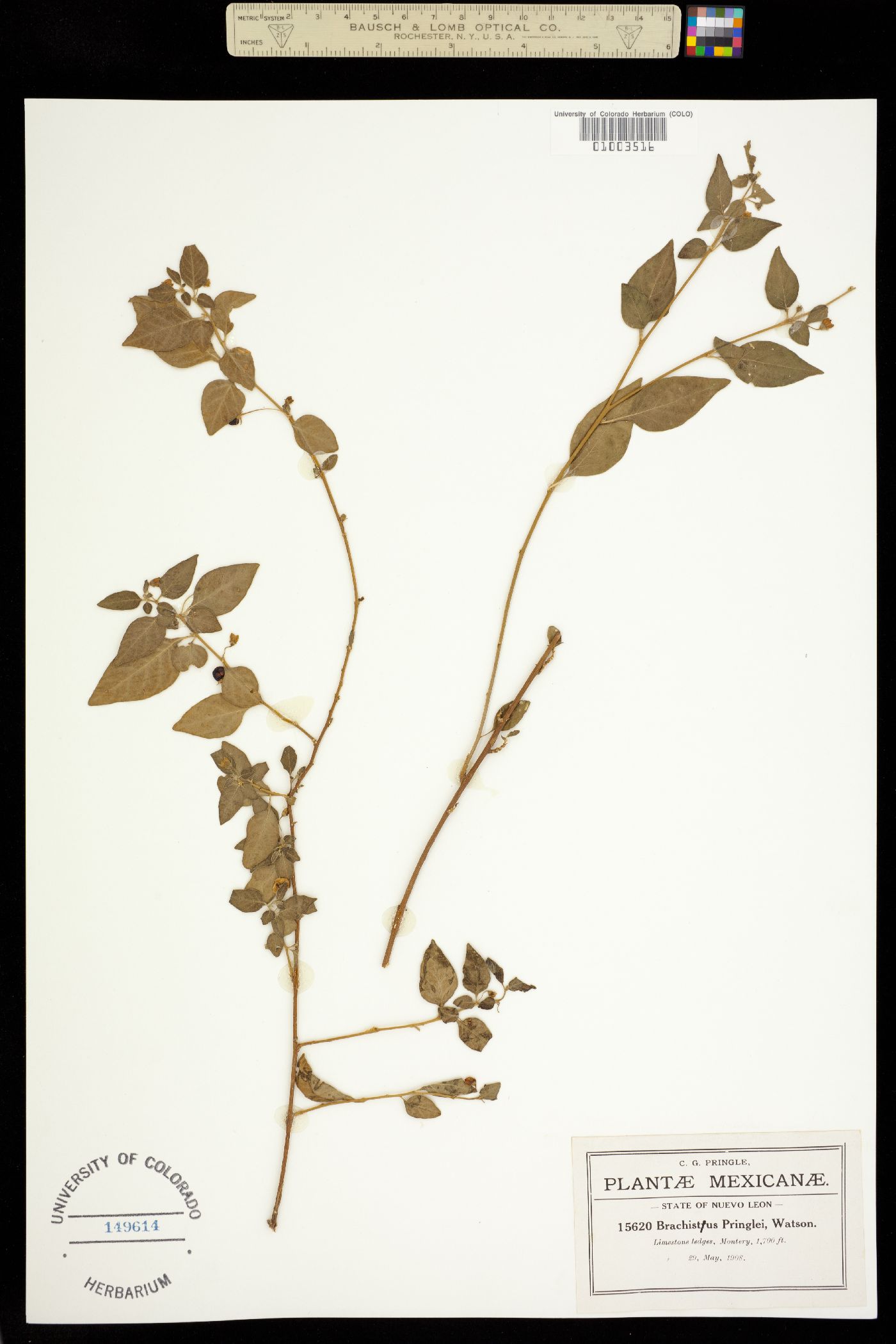 Brachistus pringlei image
