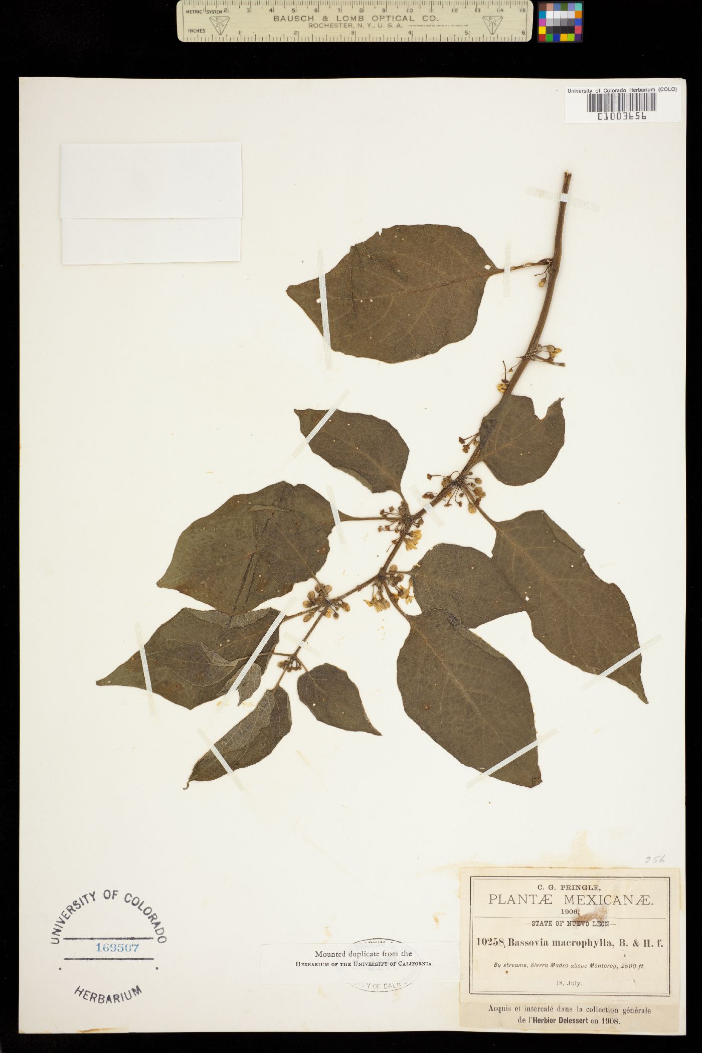 Bassovia macrophylla image