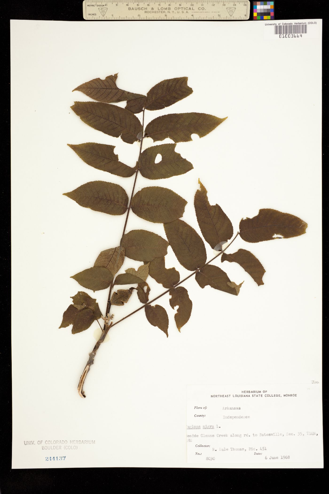 Juglans nigra image