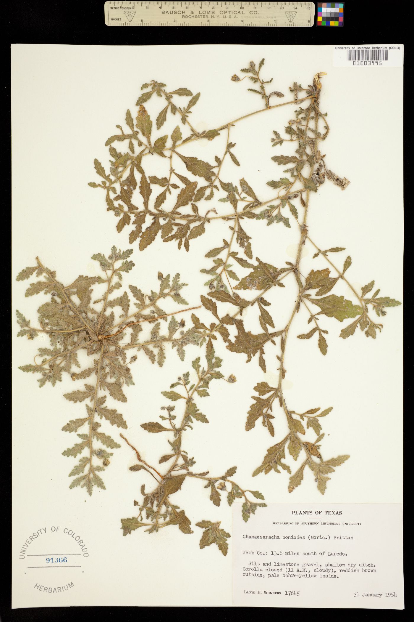 Chamaesaracha coniodes image