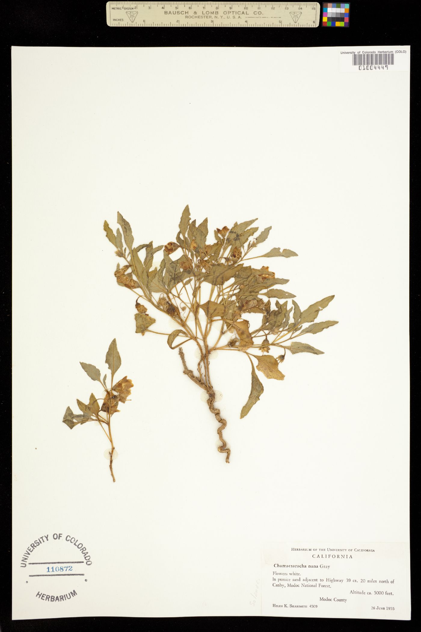 Leucophysalis nana image
