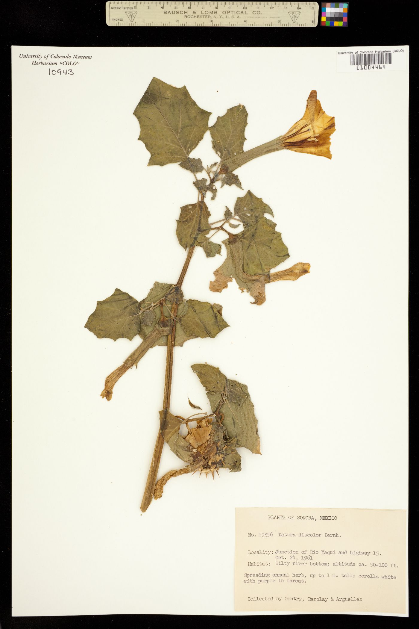 Datura discolor image