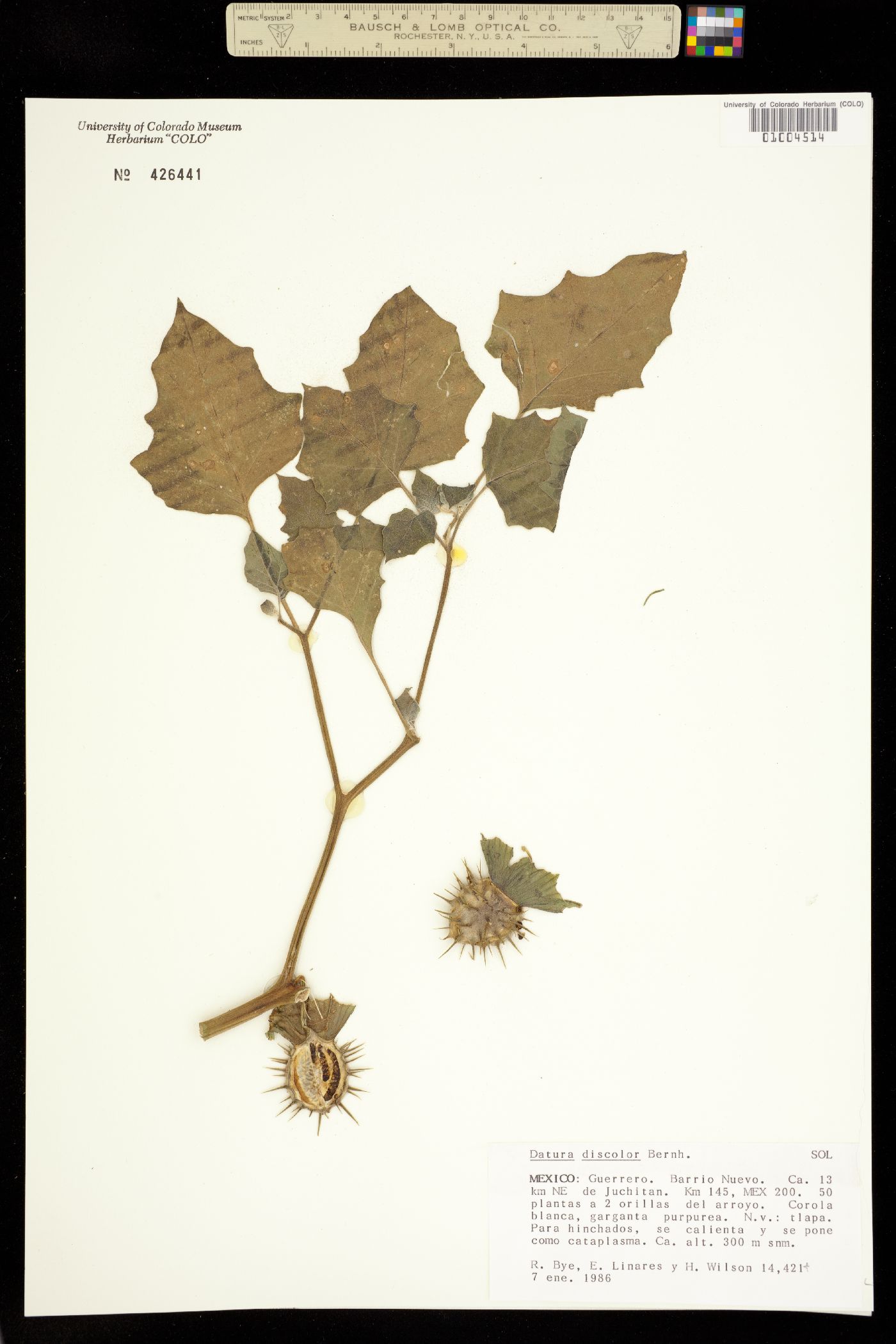 Datura discolor image
