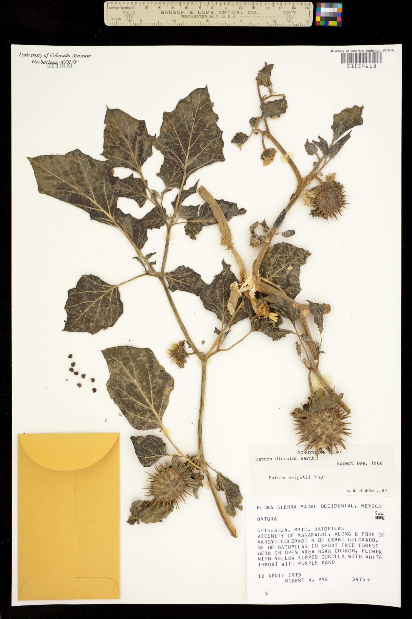 Datura image