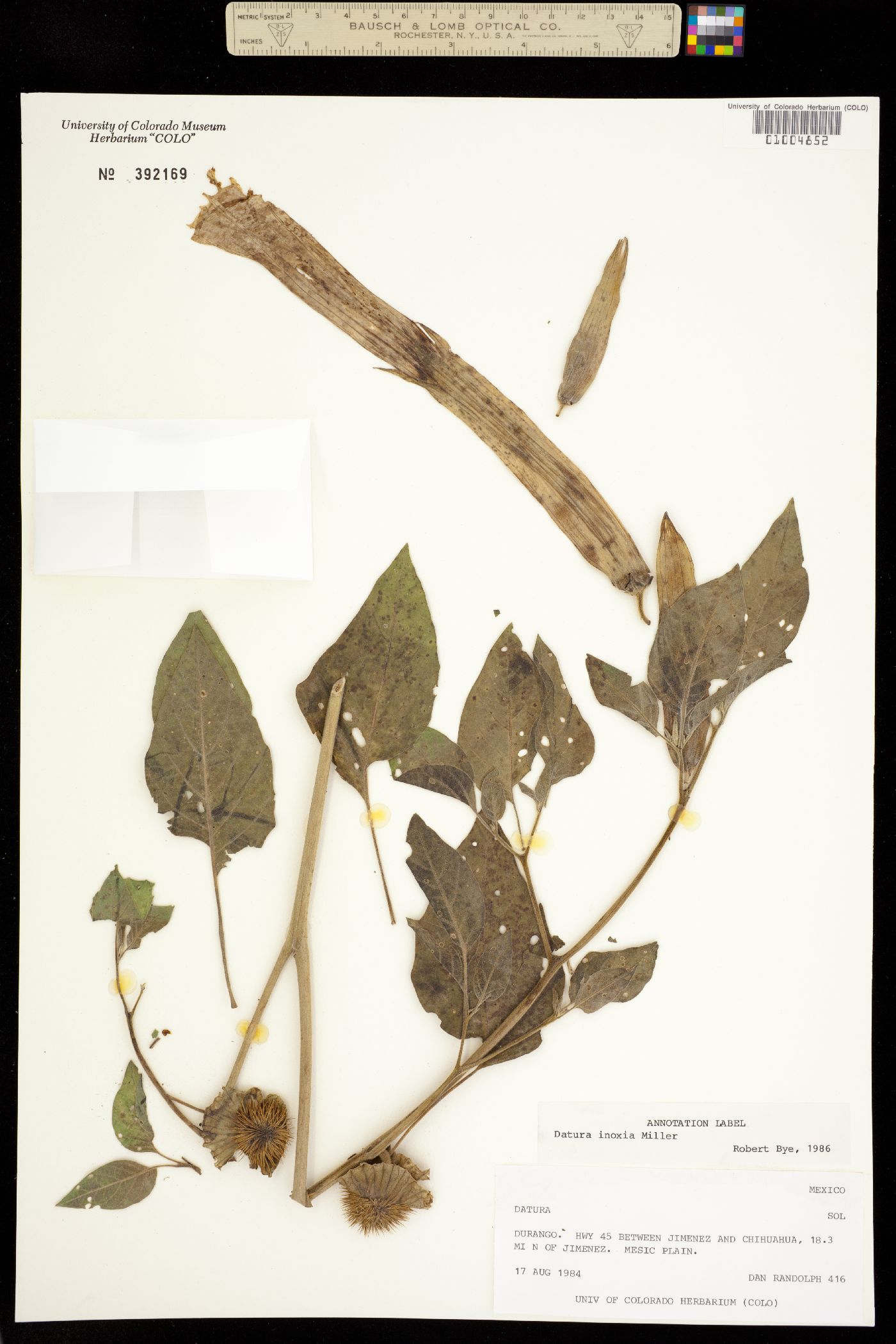Datura image