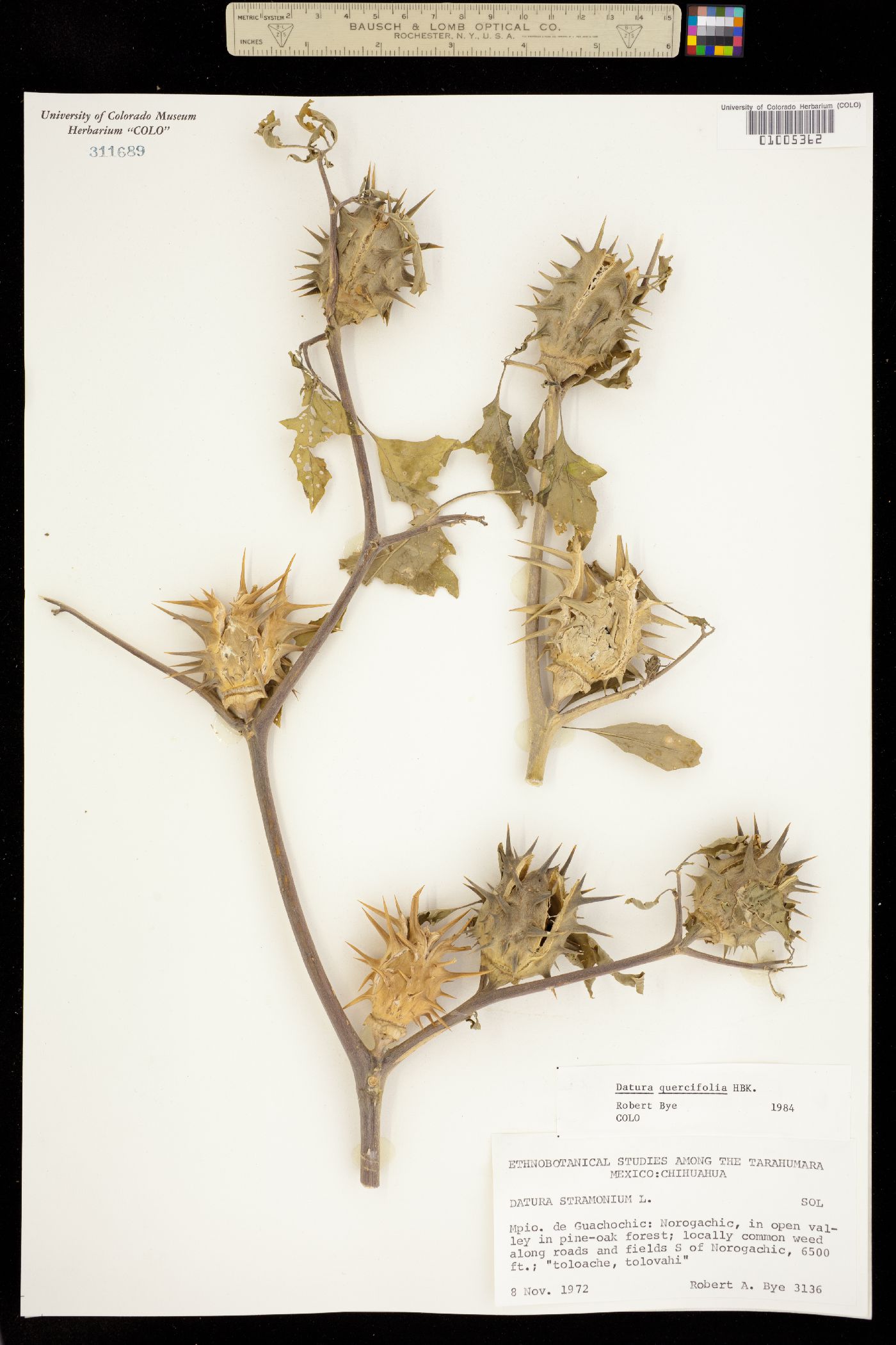 Datura quercifolia image
