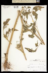 Image of Datura quercifolia