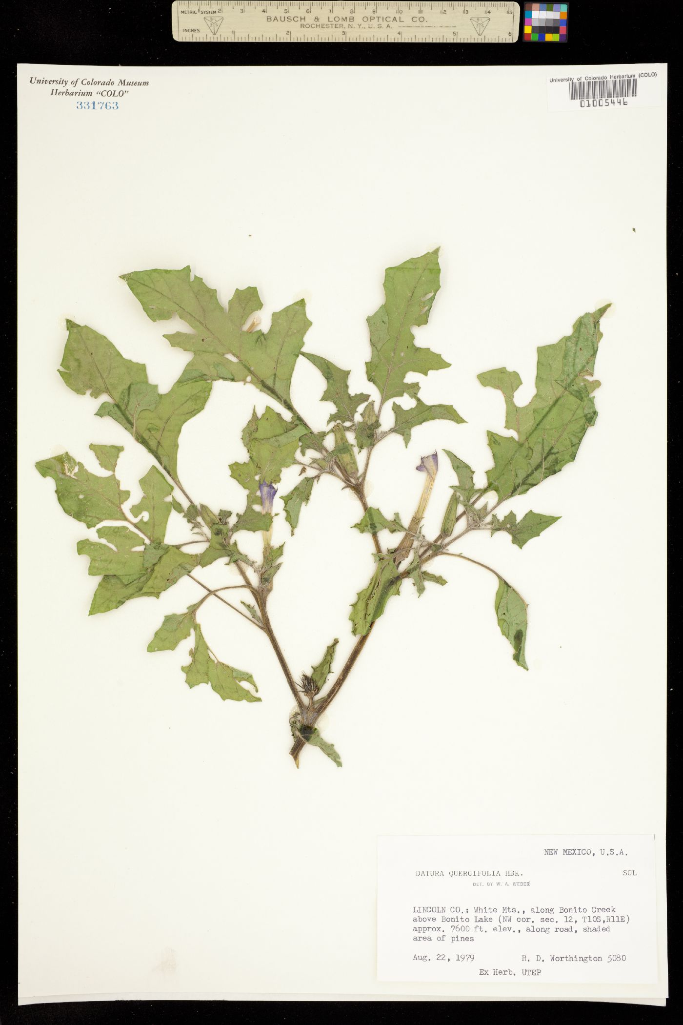 Datura quercifolia image