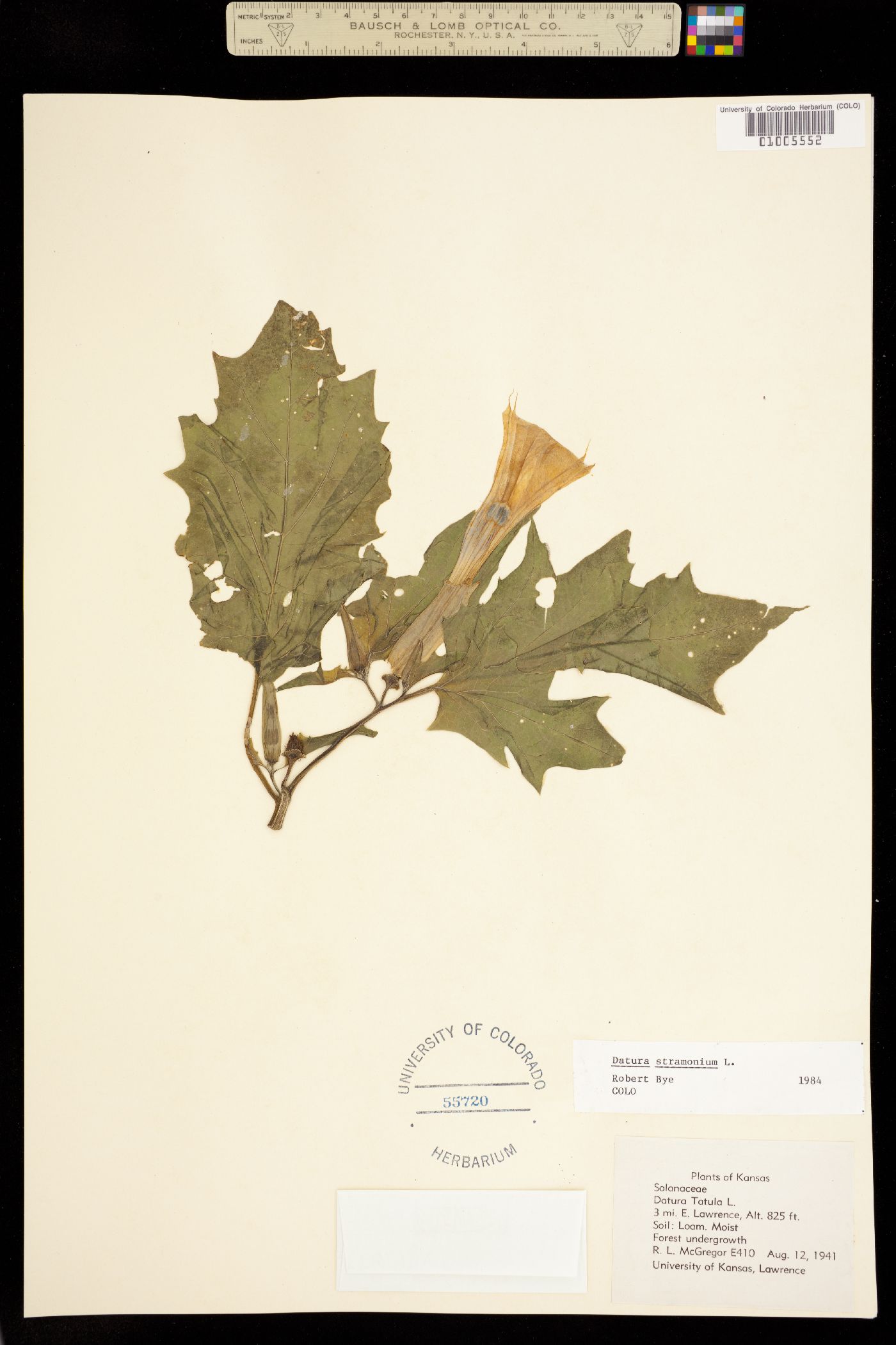 Datura stramonium image