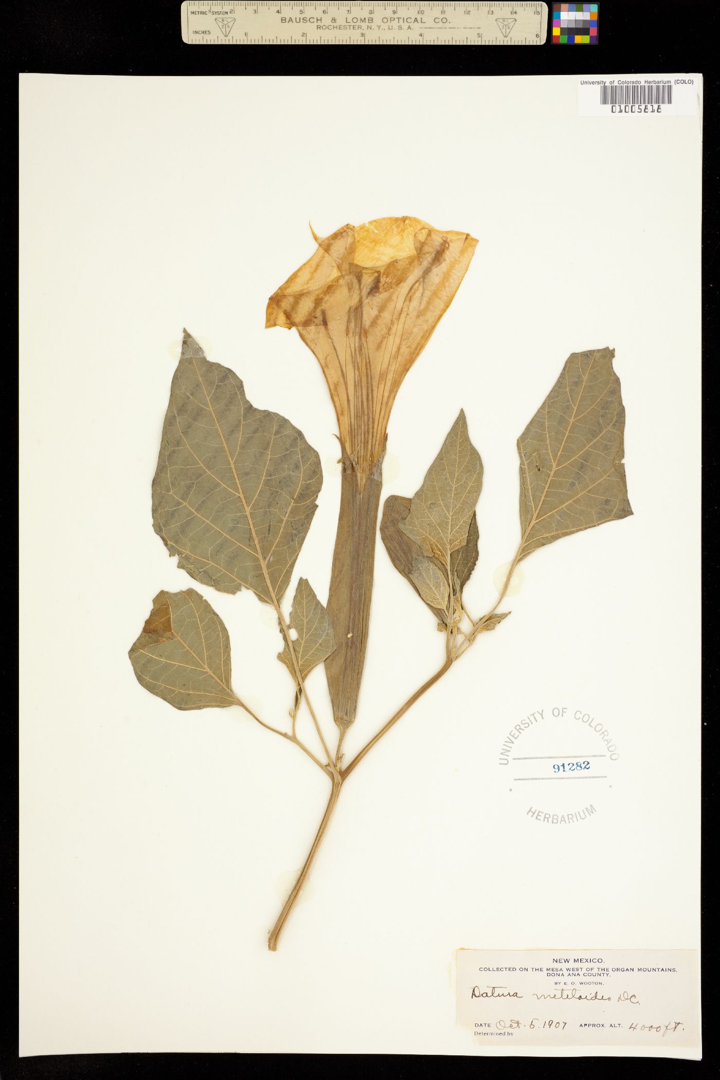 Datura image