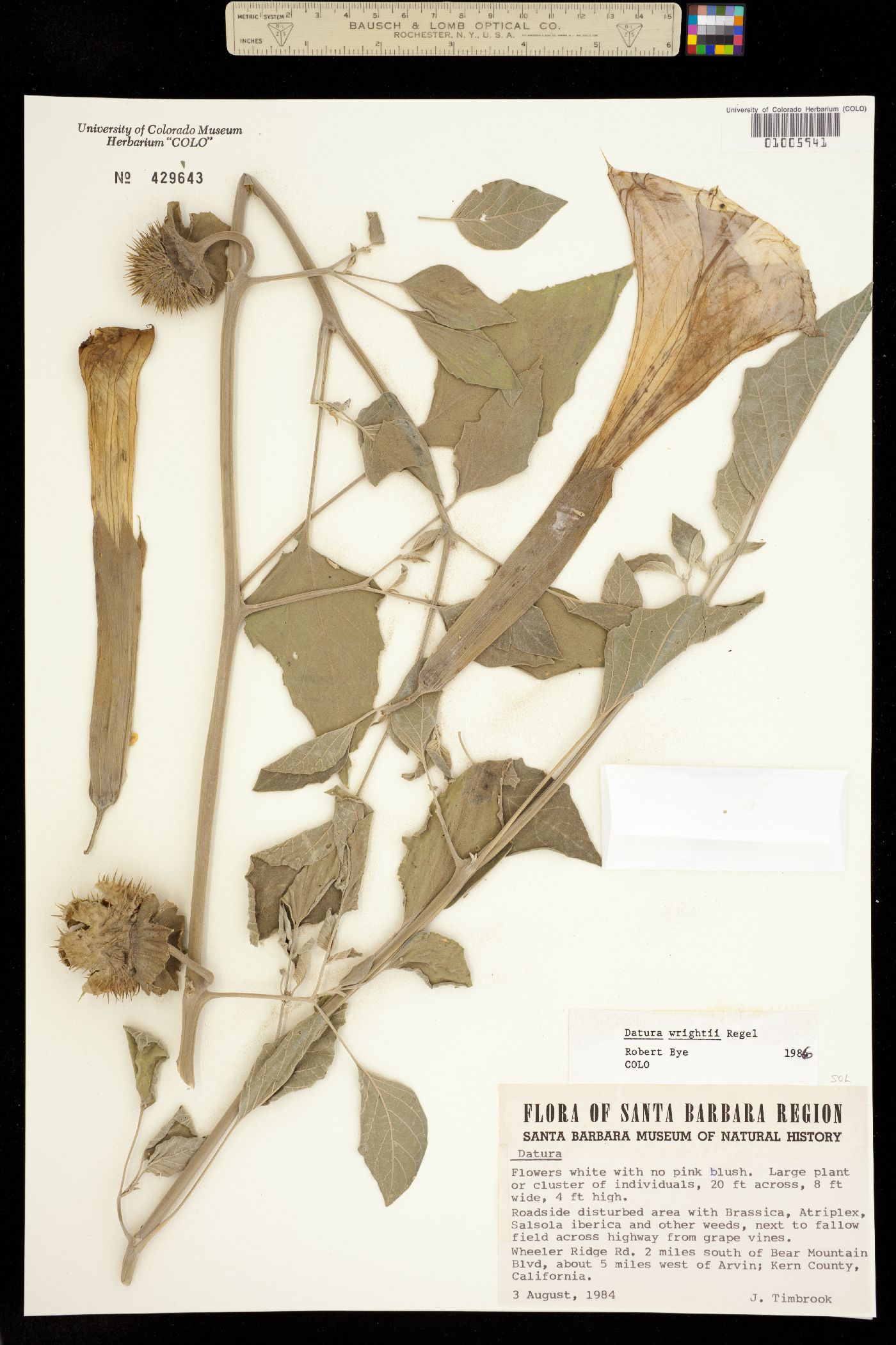 Datura wrightii image