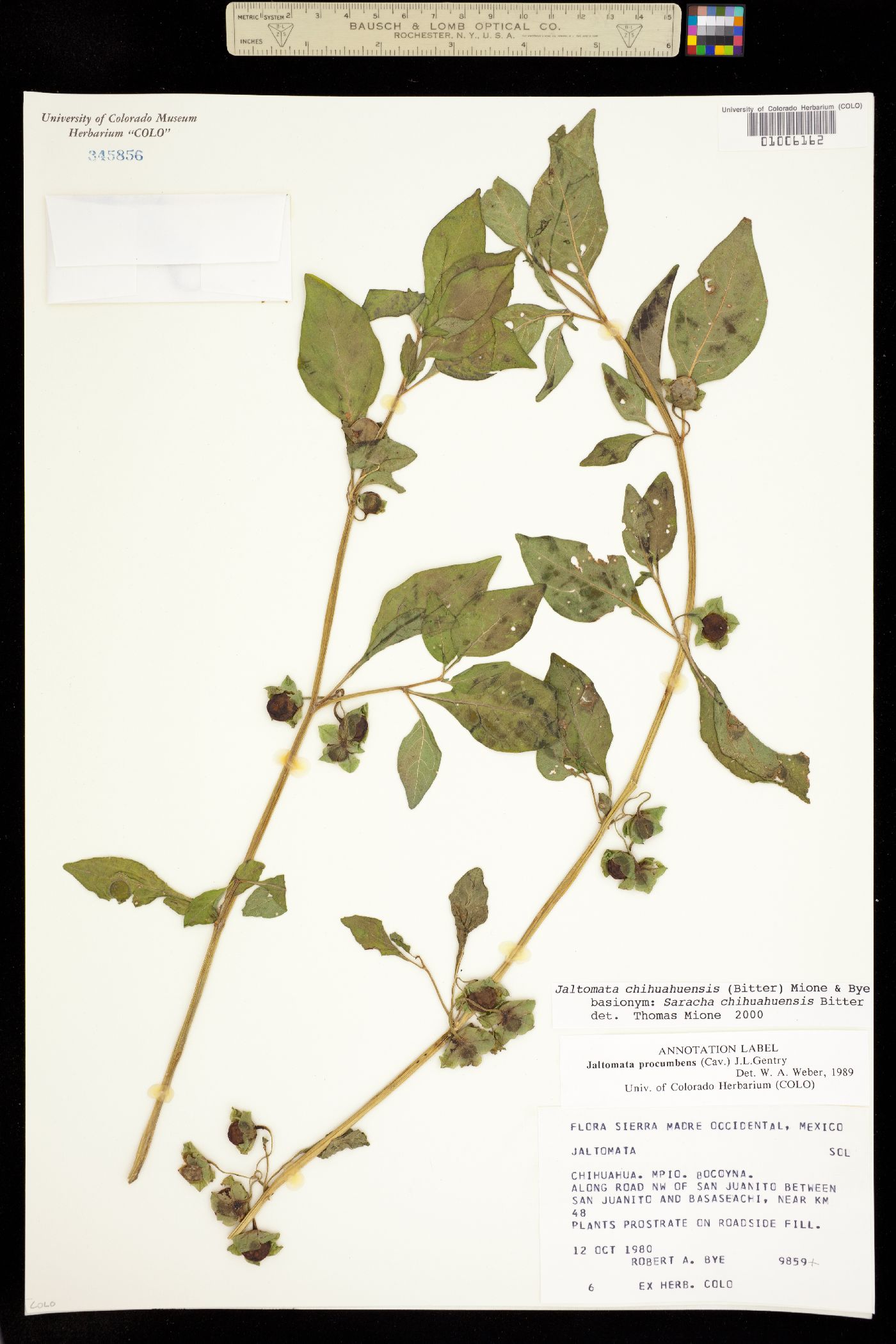 Jaltomata chihuahuensis image