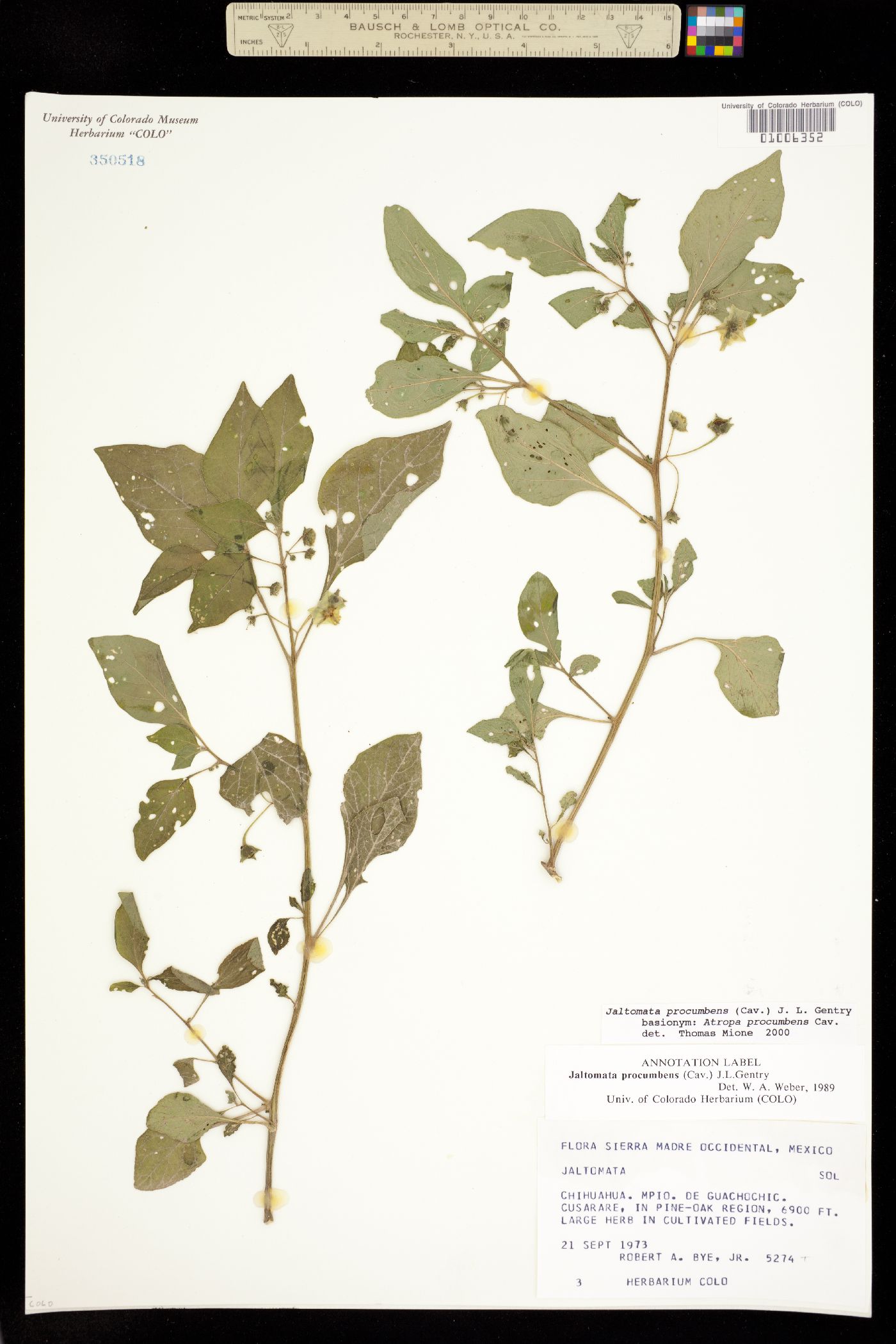 Jaltomata procumbens image