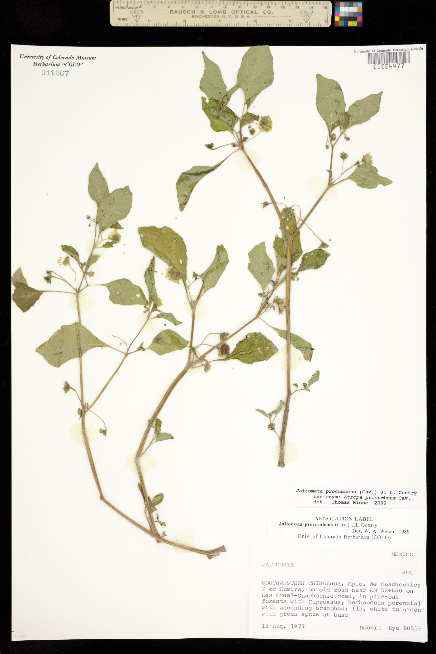 Jaltomata procumbens image