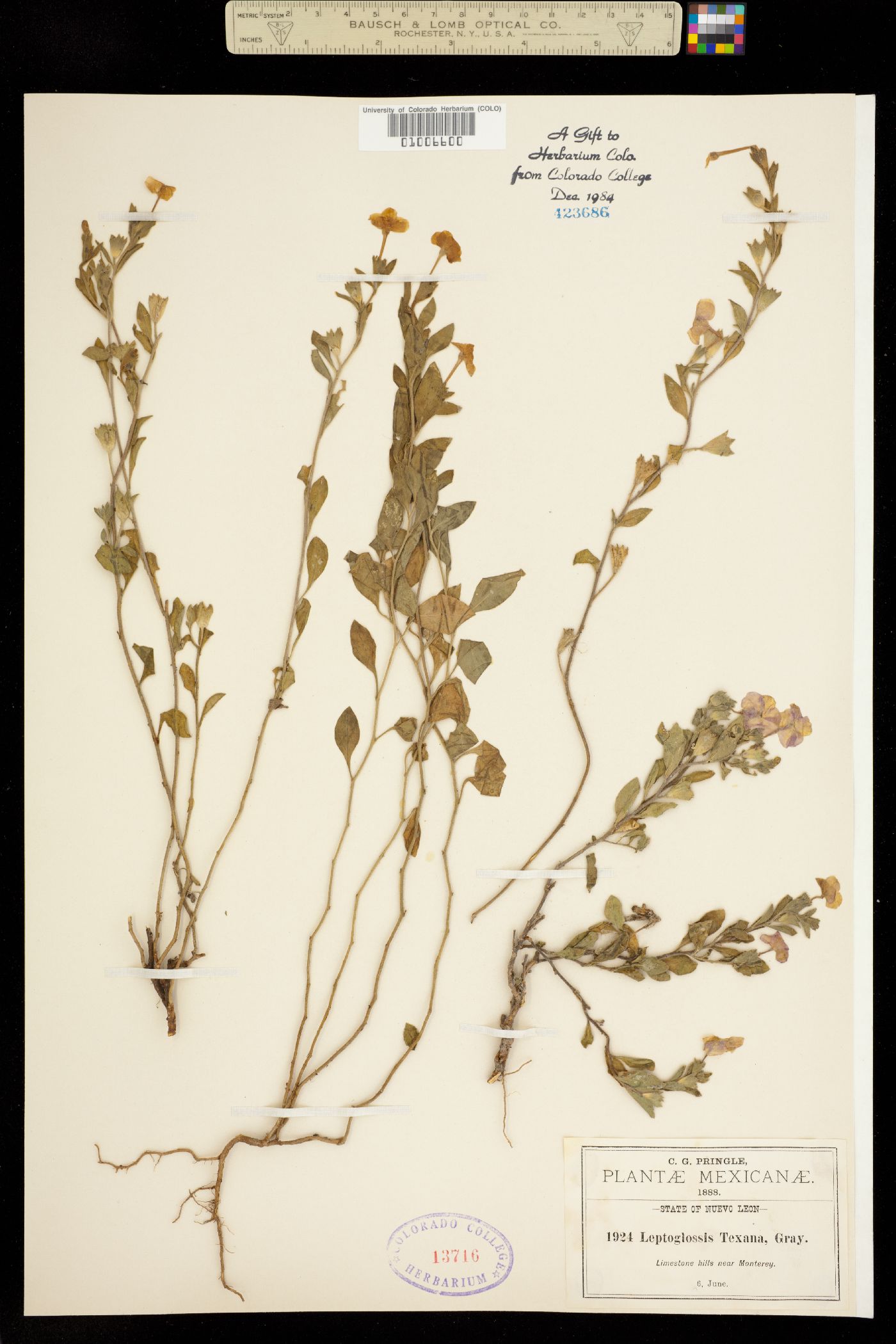 Hunzikeria texana image