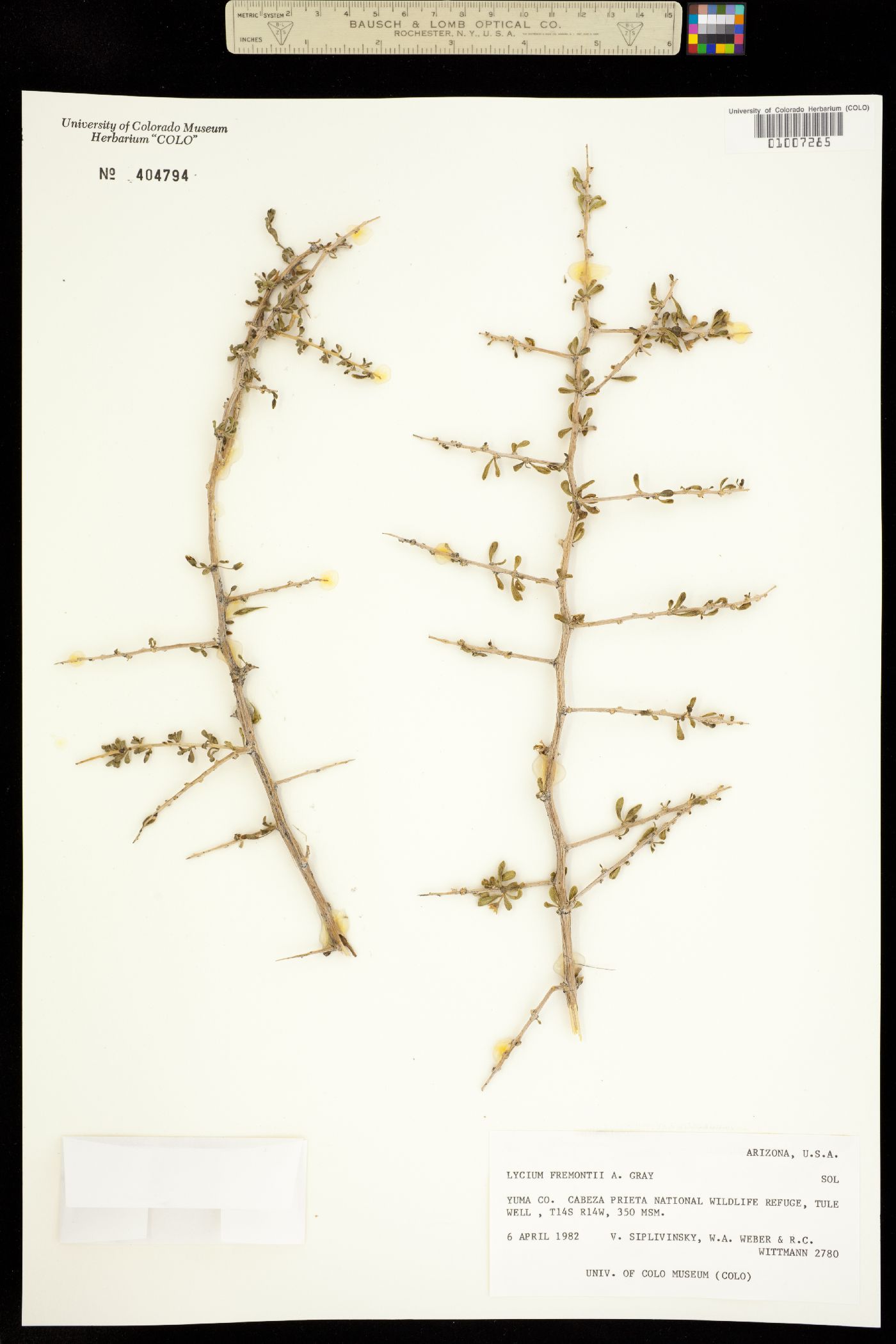 Lycium fremontii image