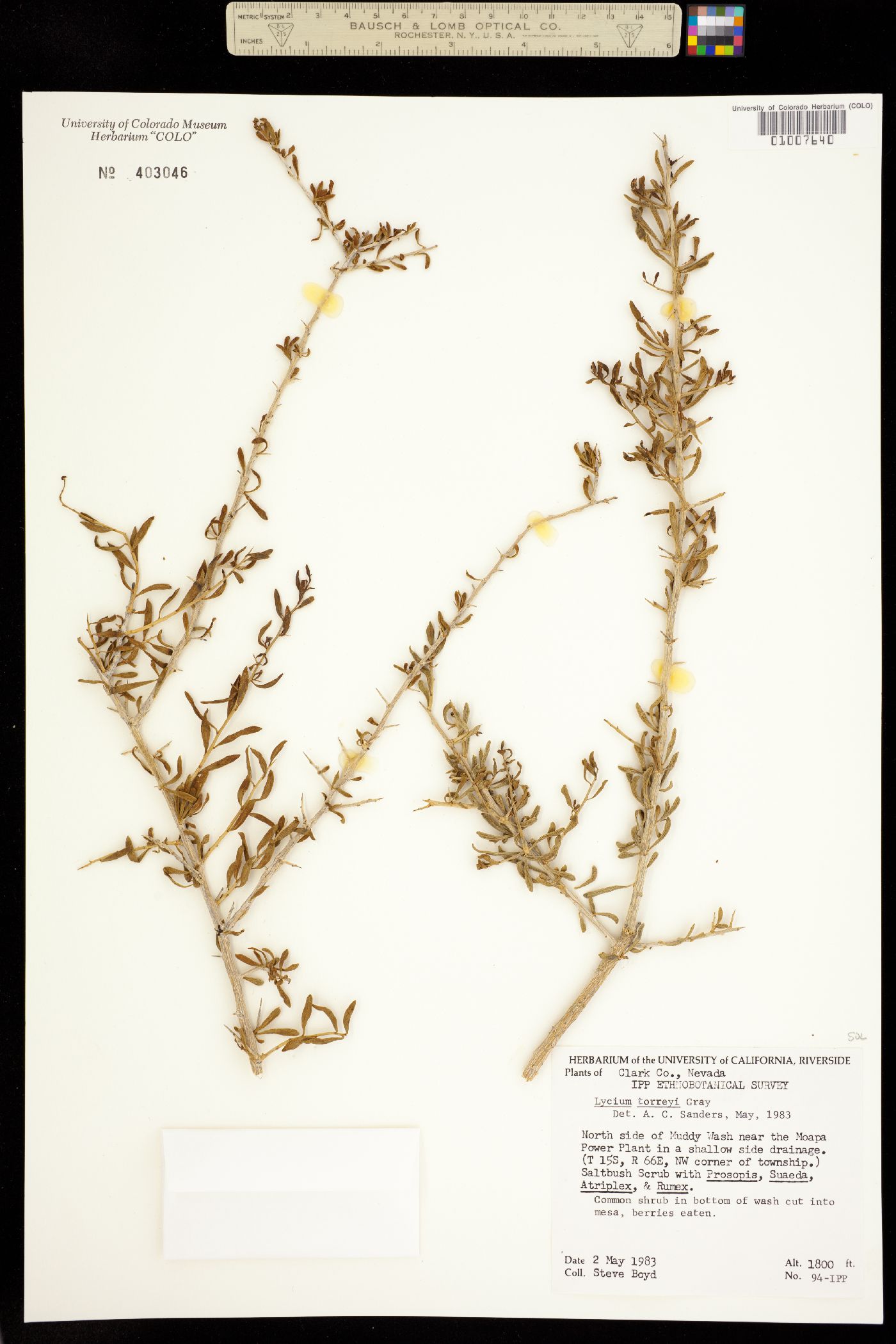 Lycium torreyi image