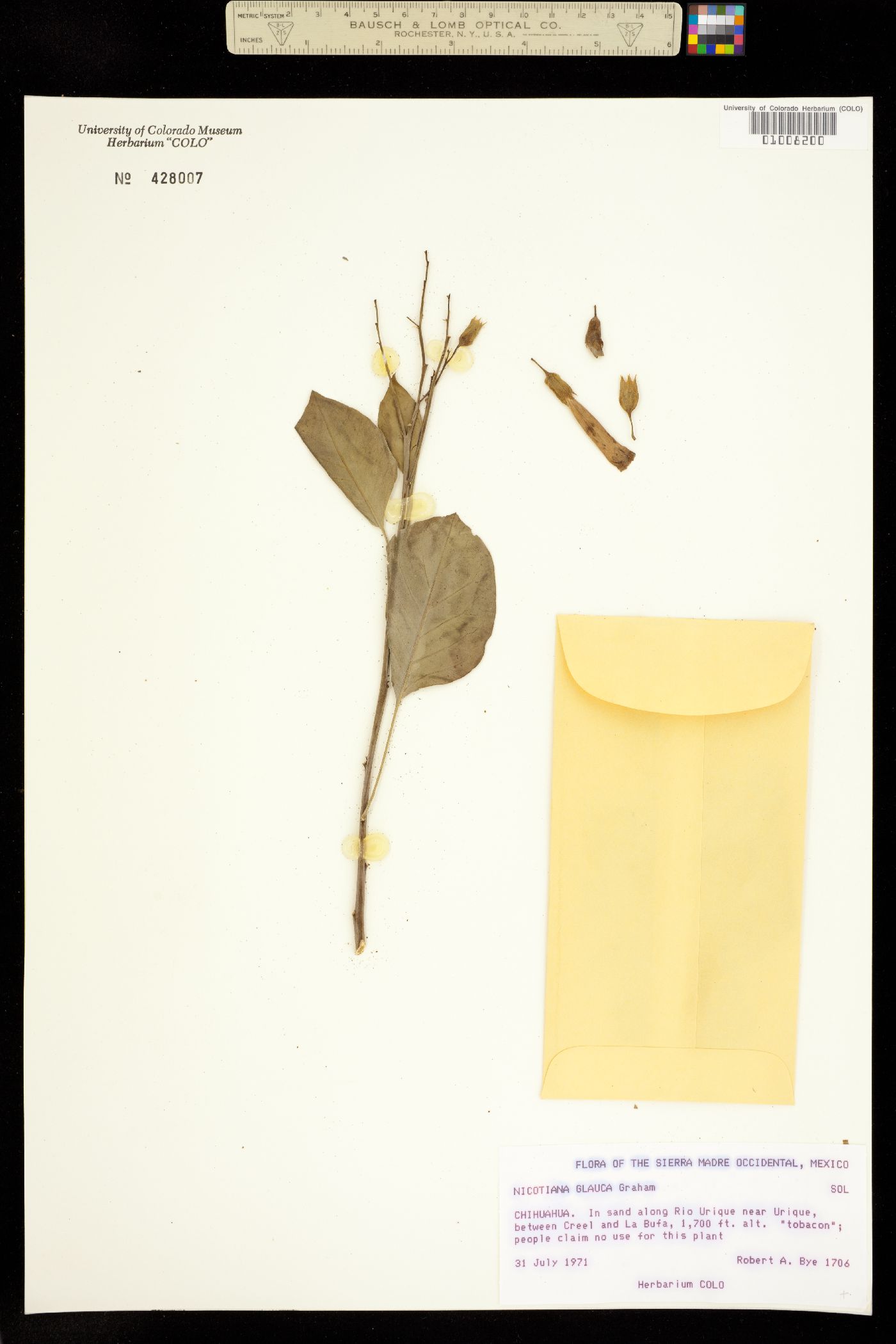 Nicotiana glauca image