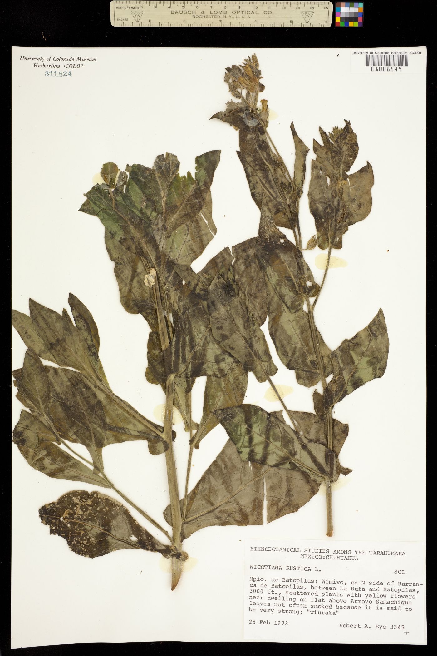 Nicotiana rustica image