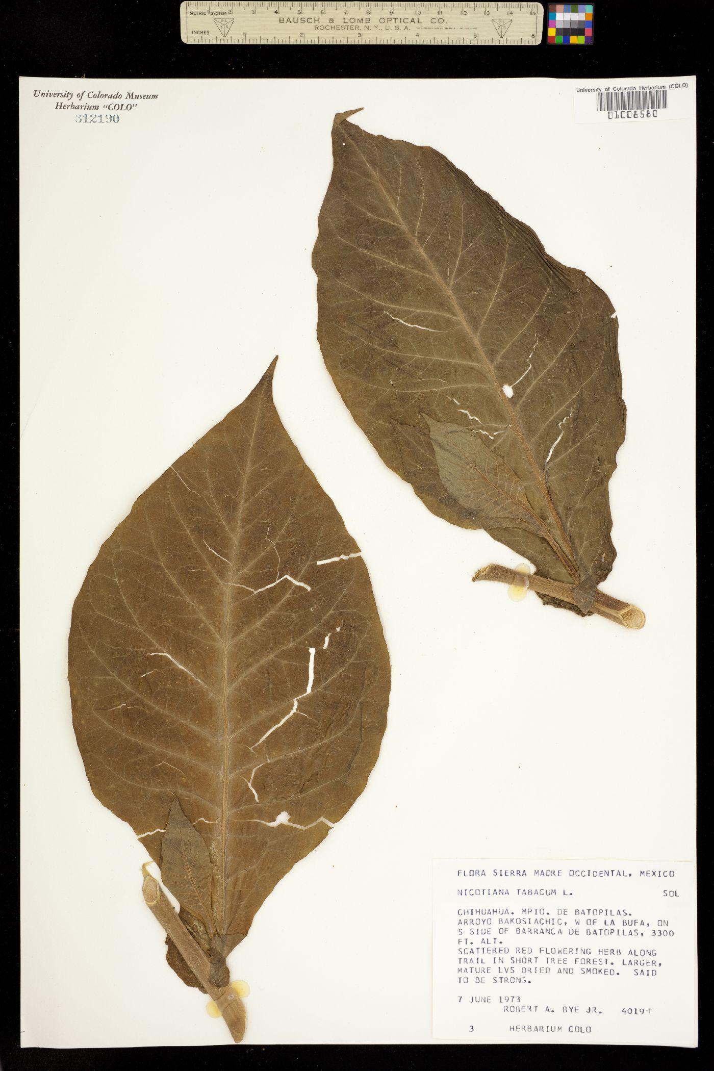 Nicotiana tabacum image
