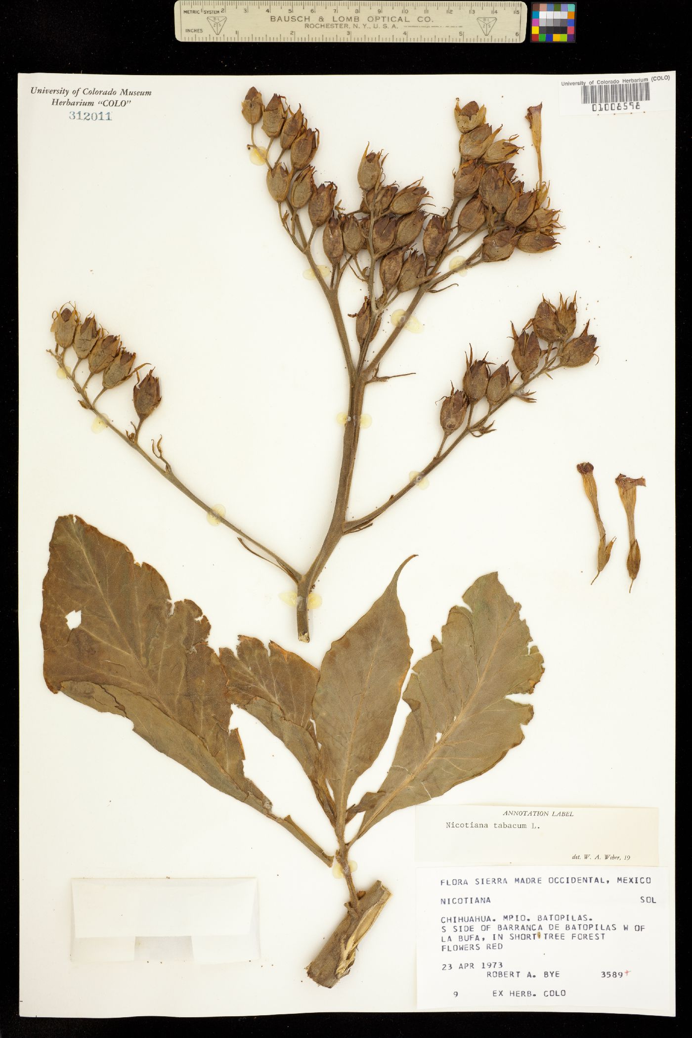 Nicotiana tabacum image