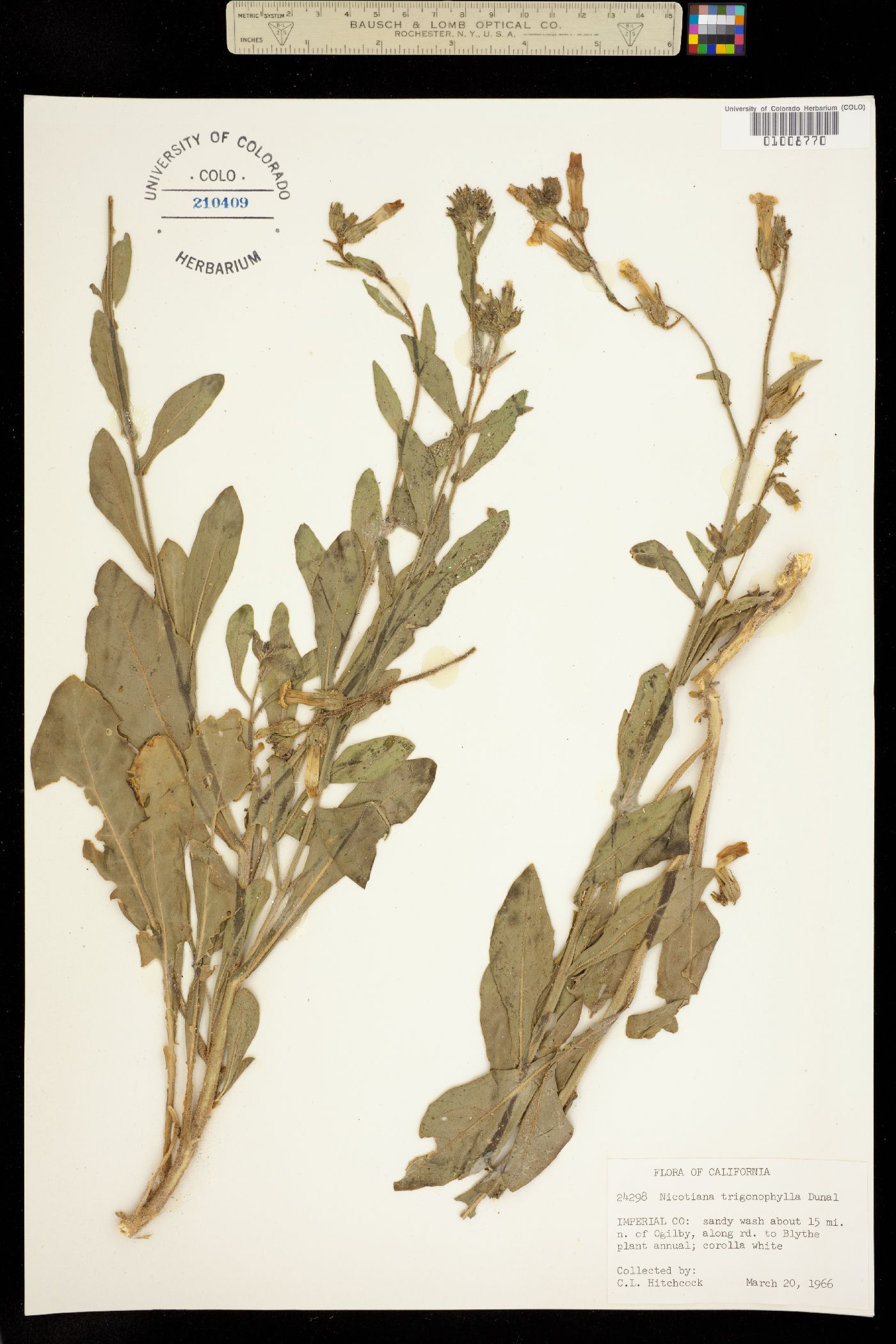 Nicotiana obtusifolia var. obtusifolia image