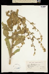 Nicotiana trigonophylla image