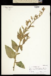 Nicotiana trigonophylla image