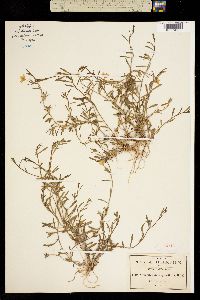 Image of Nierembergia angustifolia