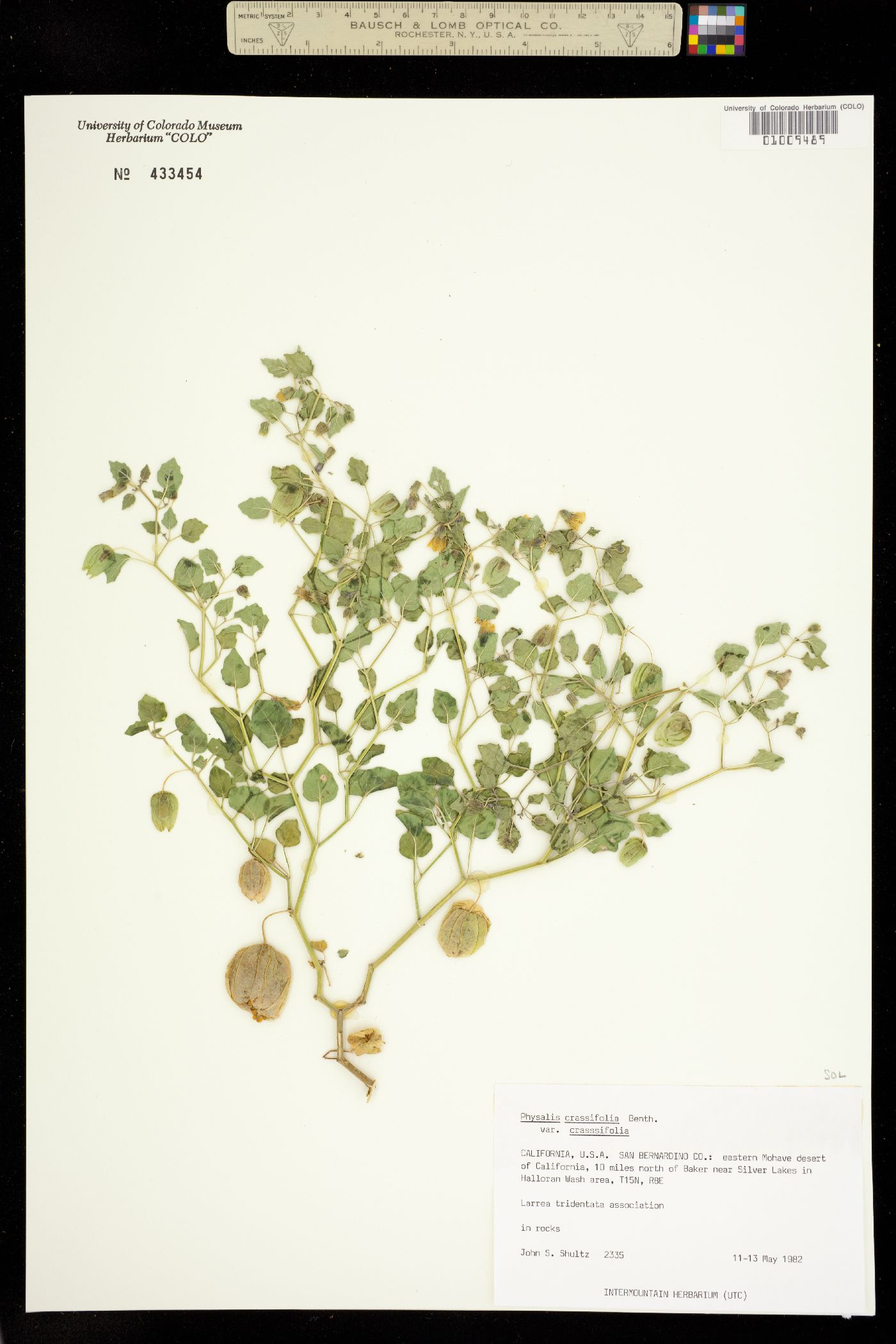 Physalis crassifolia image