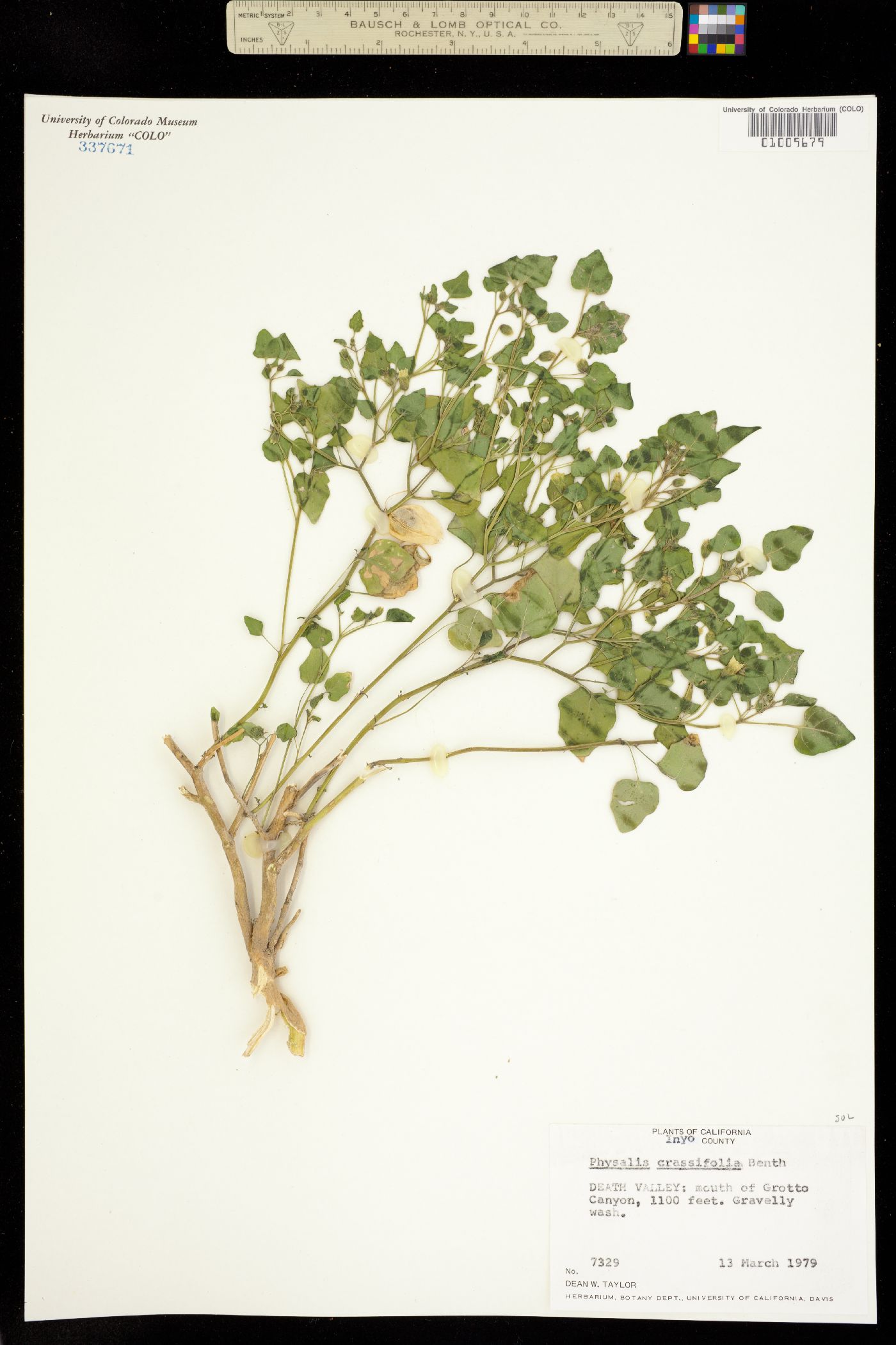 Physalis crassifolia image