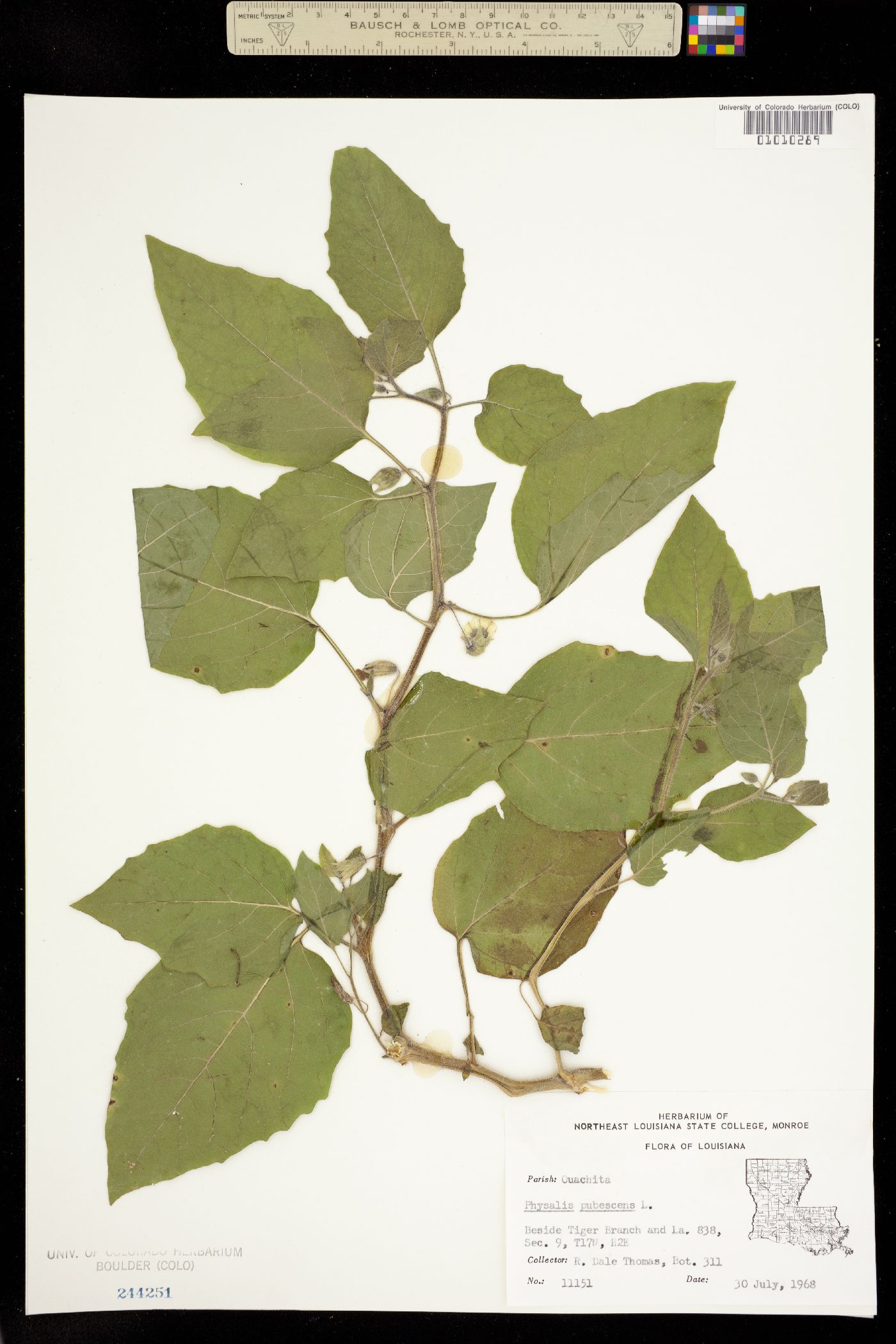 Physalis pubescens image