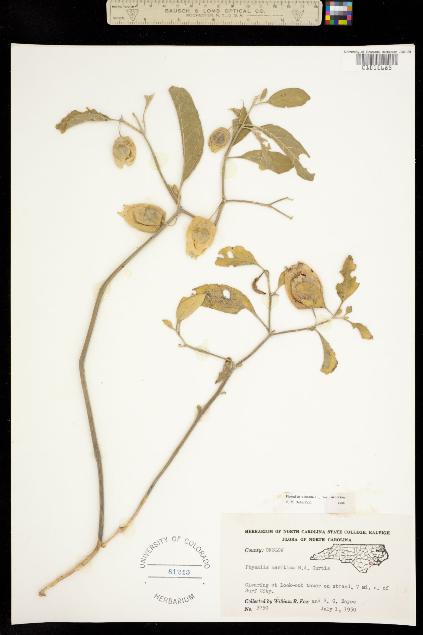 Physalis viscosa image