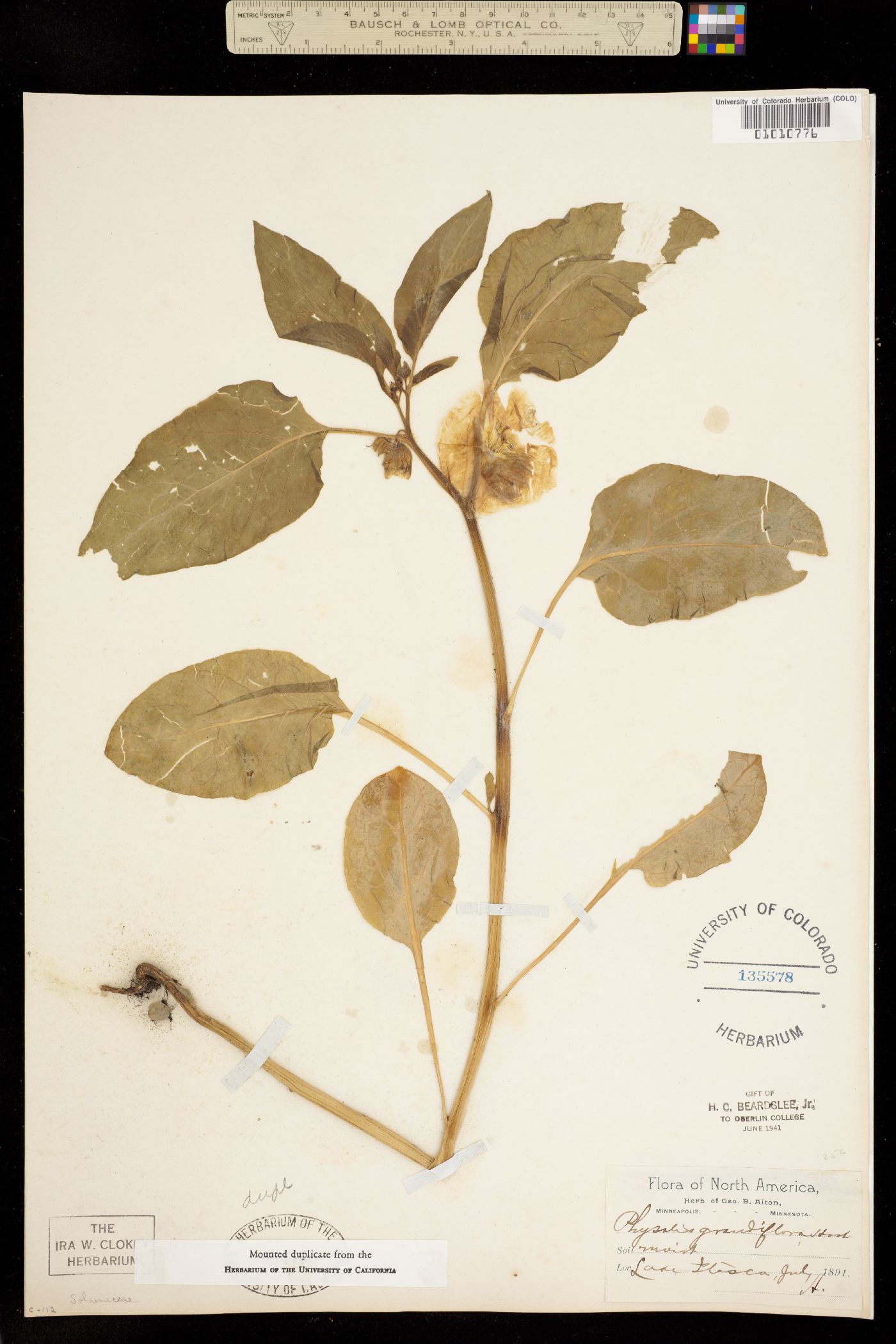 Physalis grandiflora image