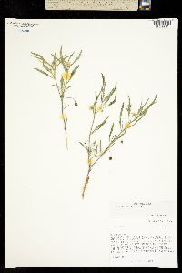 Physalis angustifolia image