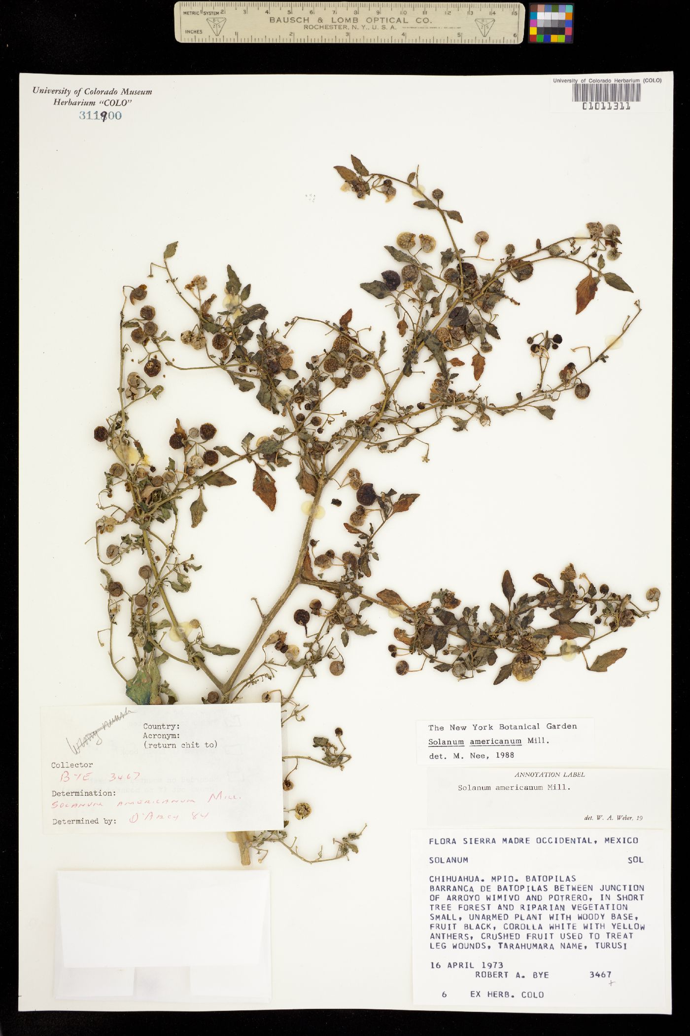 Solanum americanum image